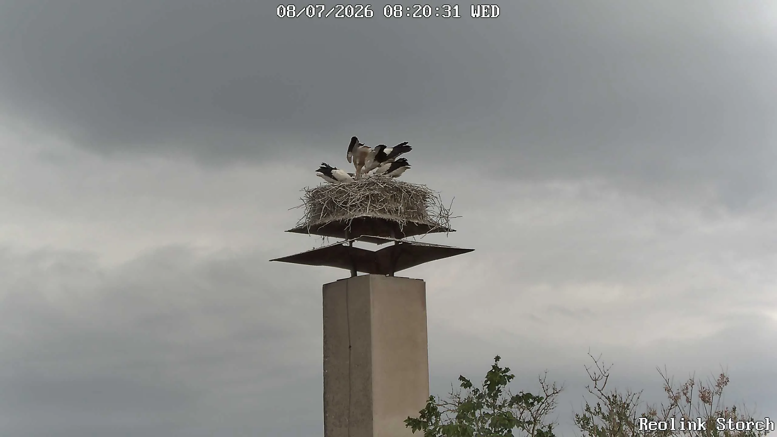 Storchencam Bild