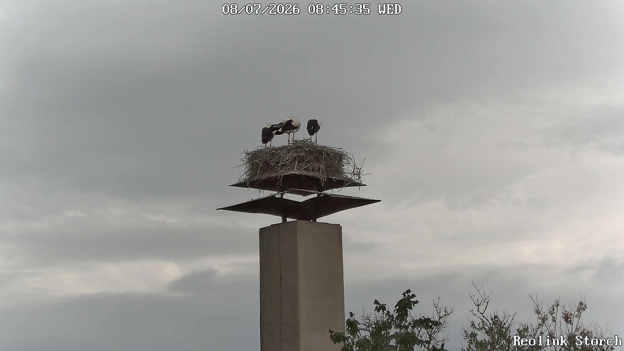 Storchencam Bild