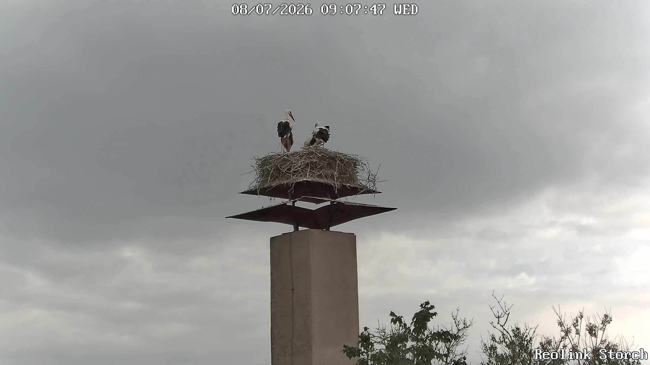 Storchencam Bild