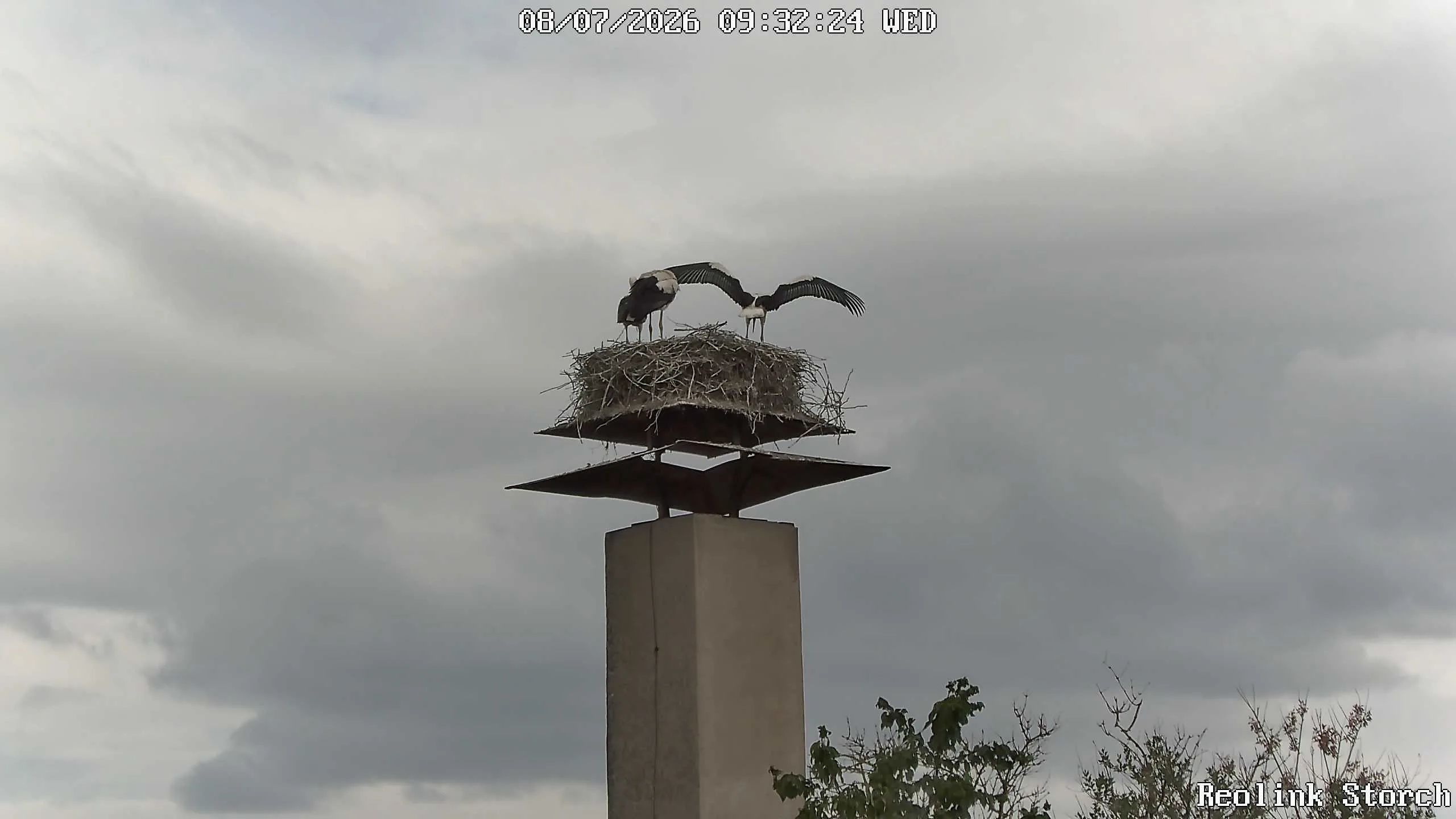 Storchencam Bild