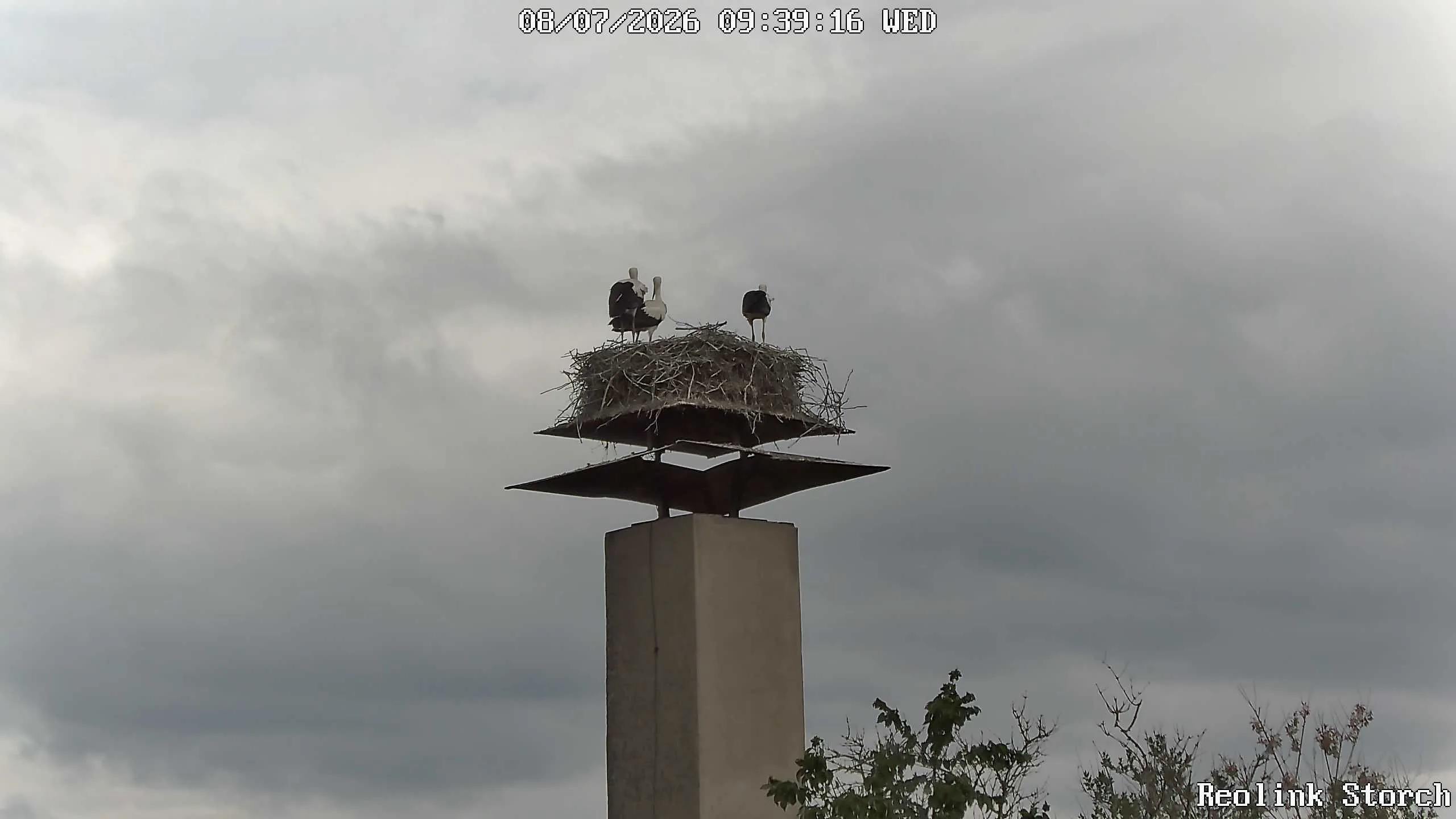 Storchencam Bild