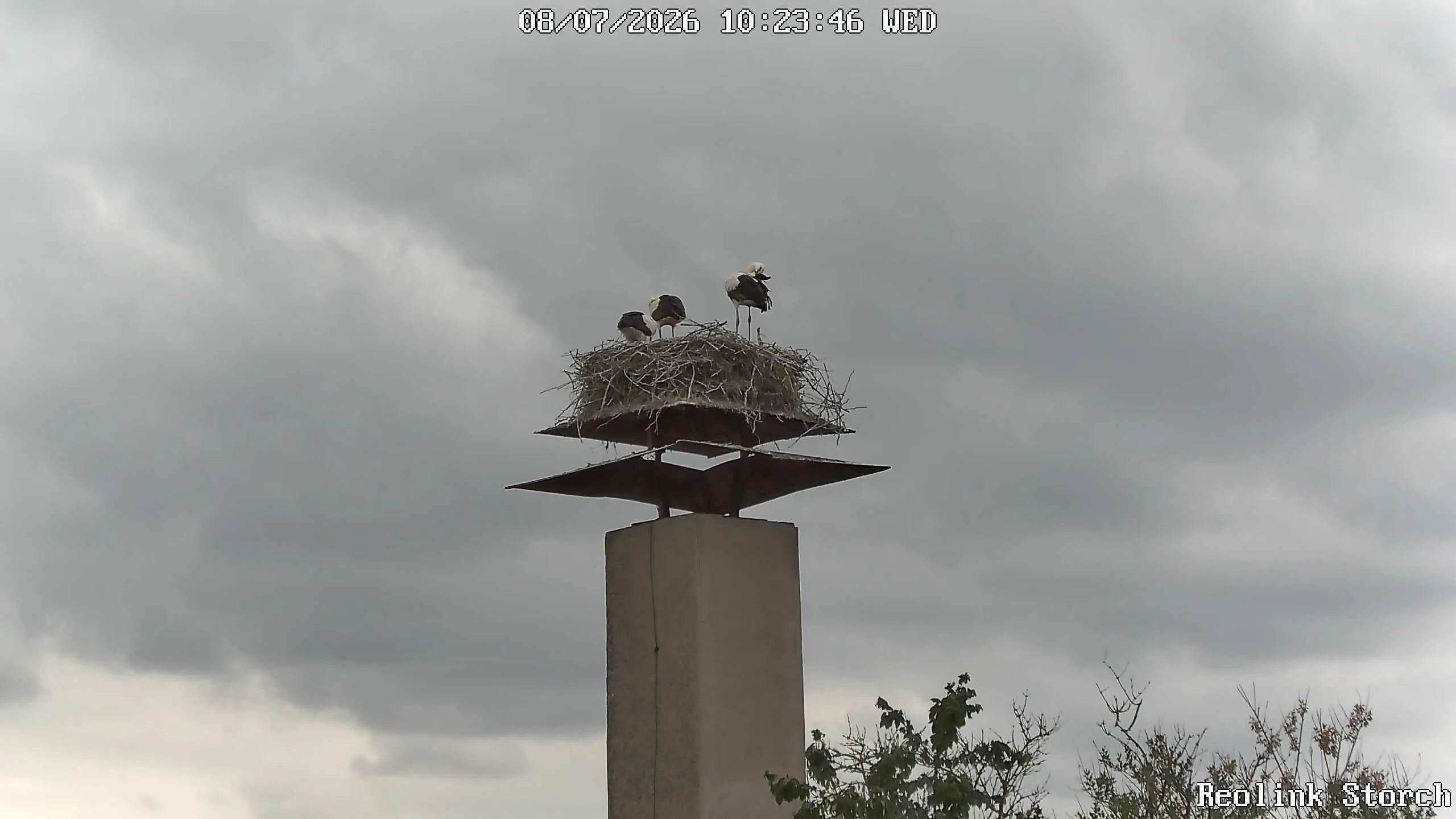 Storchencam Bild