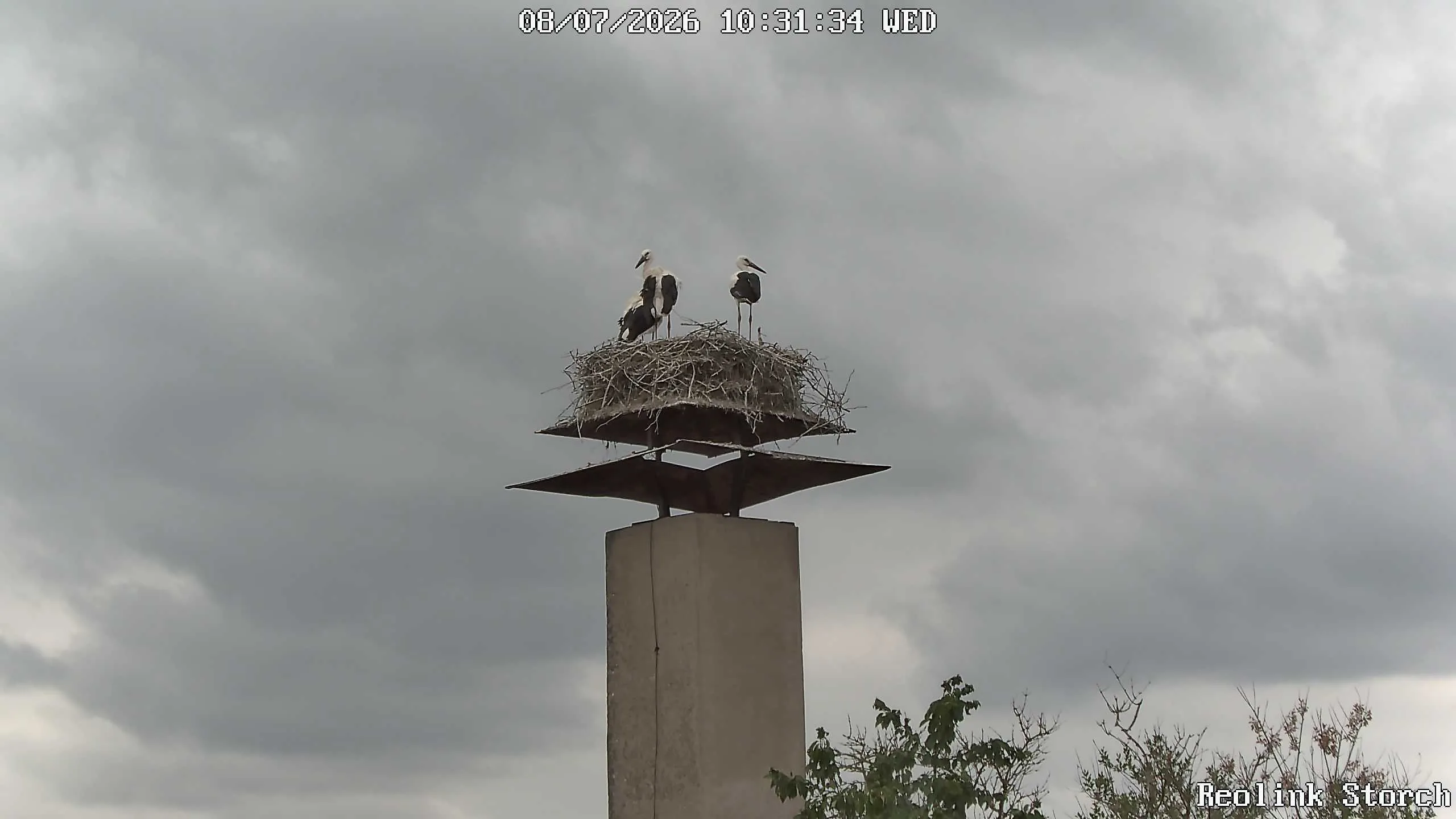 Storchencam Bild