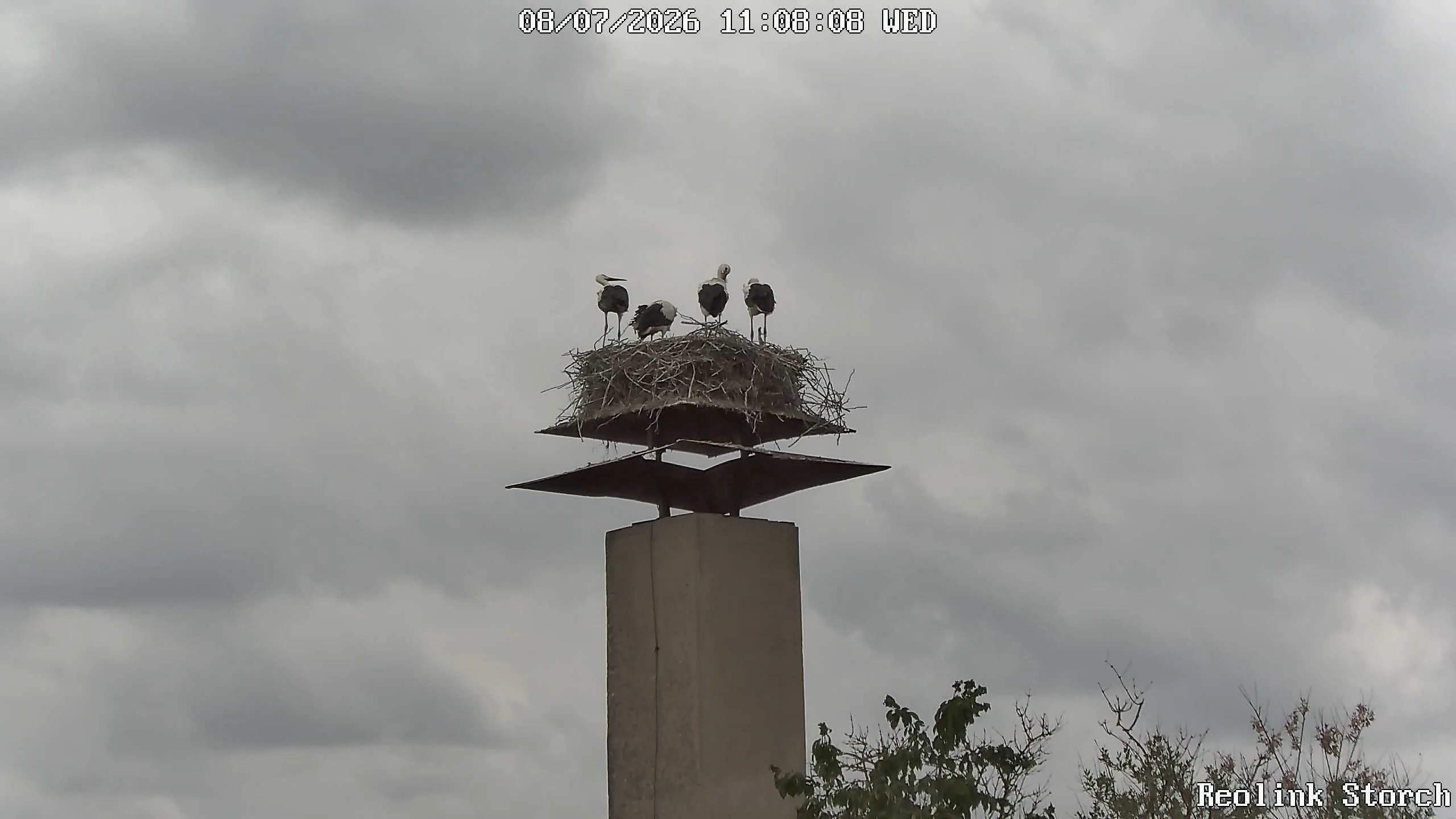 Storchencam Bild