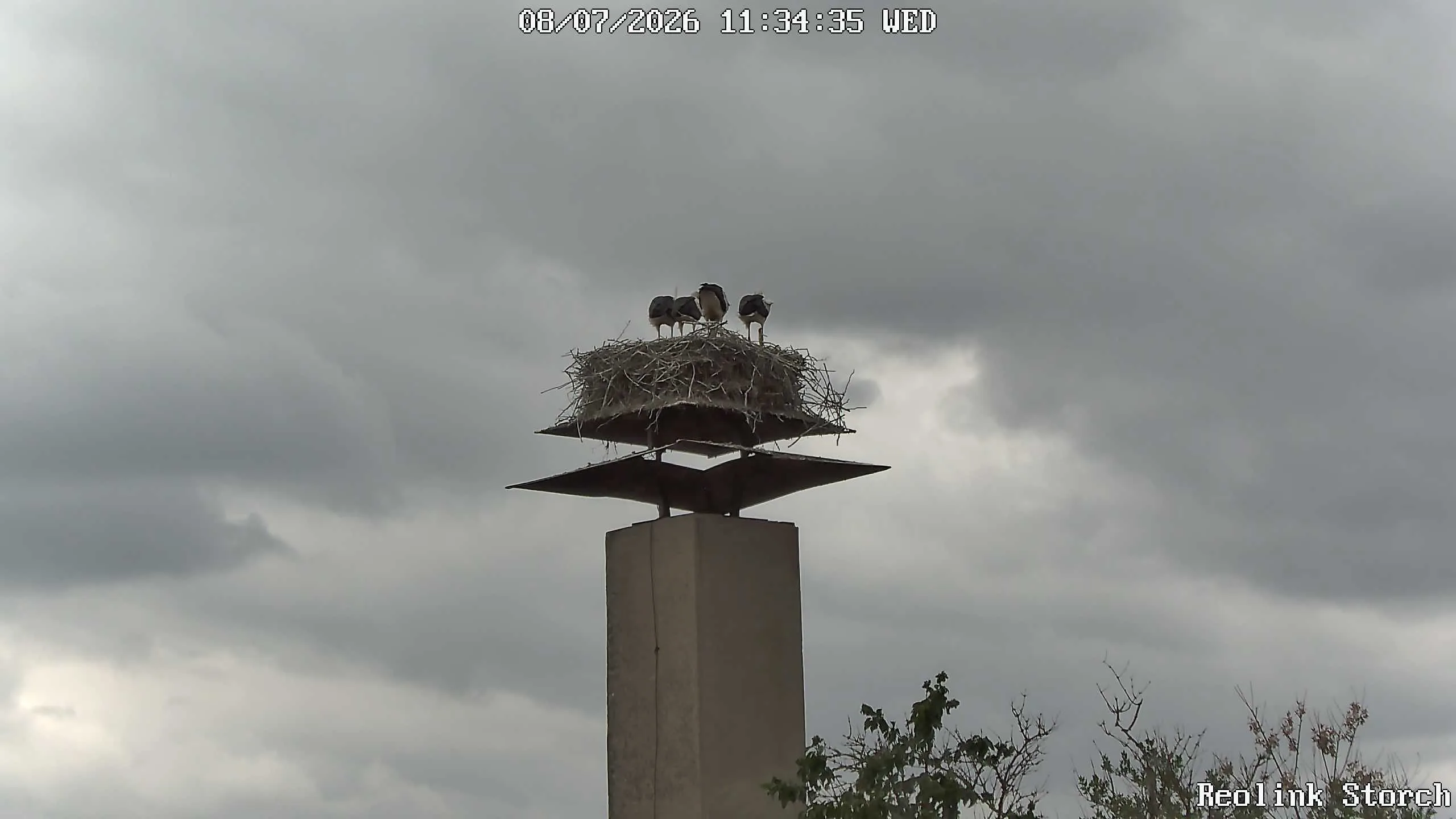 Storchencam Bild