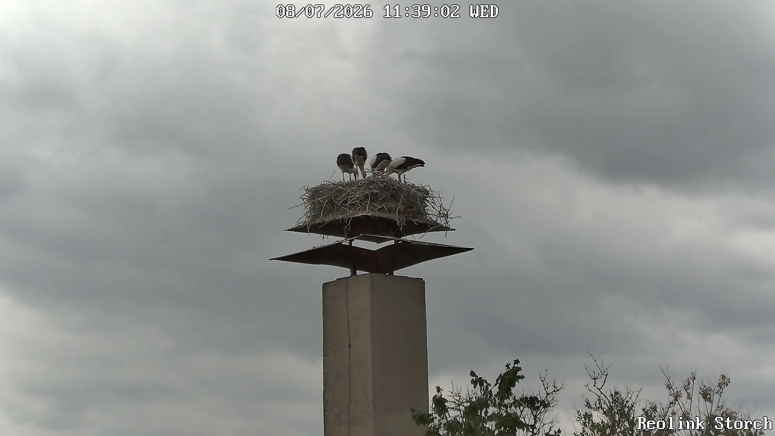 Storchencam Bild