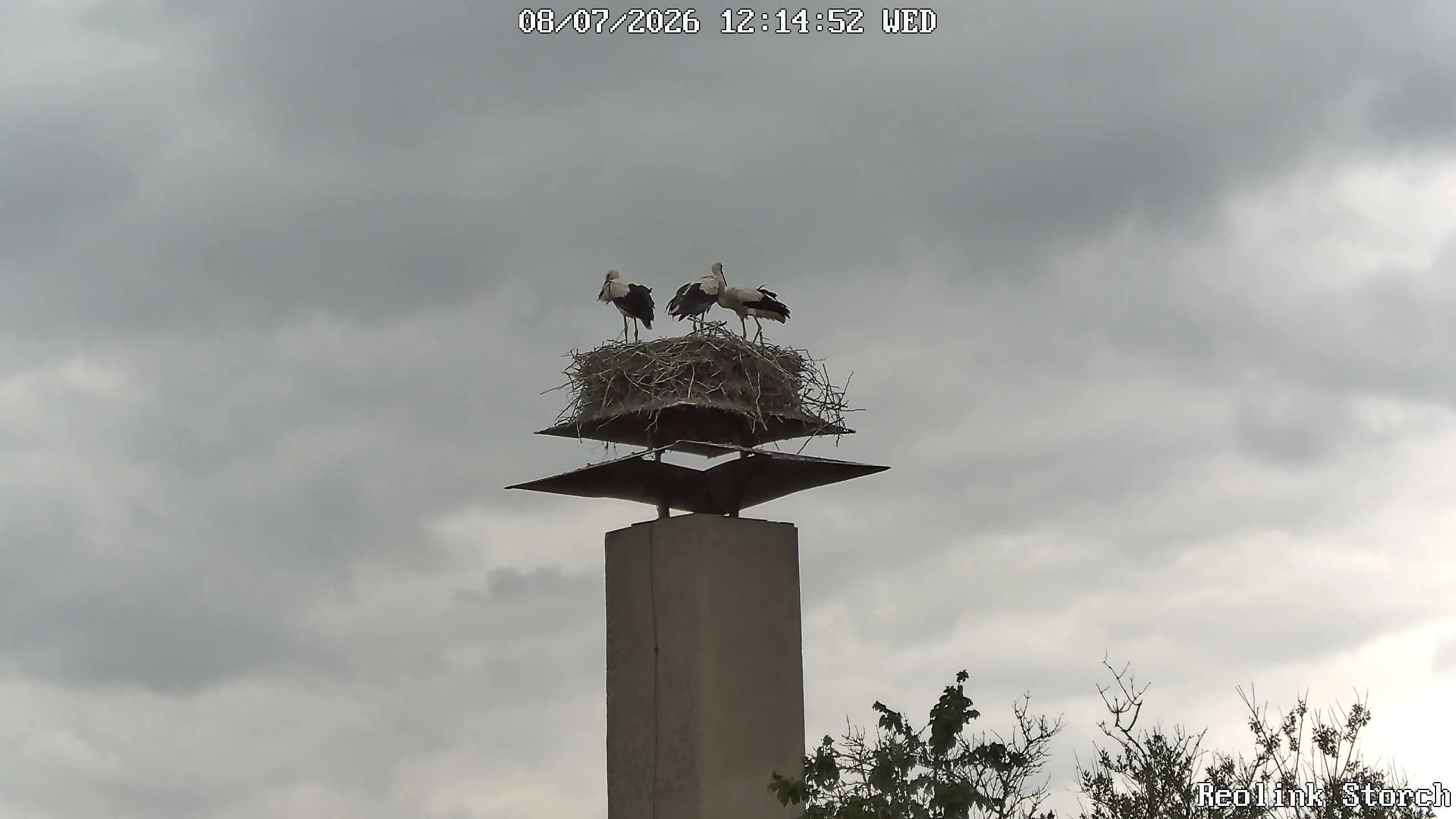 Storchencam Bild