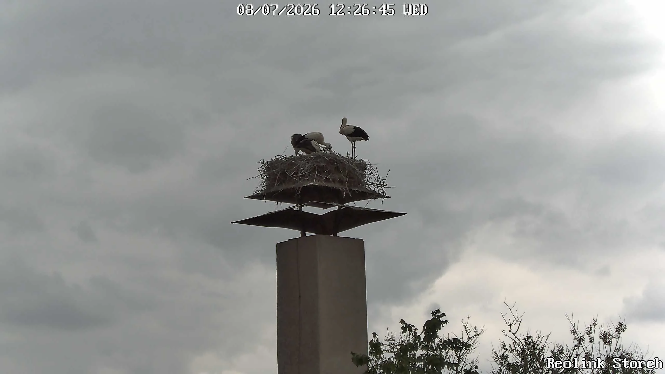 Storchencam Bild