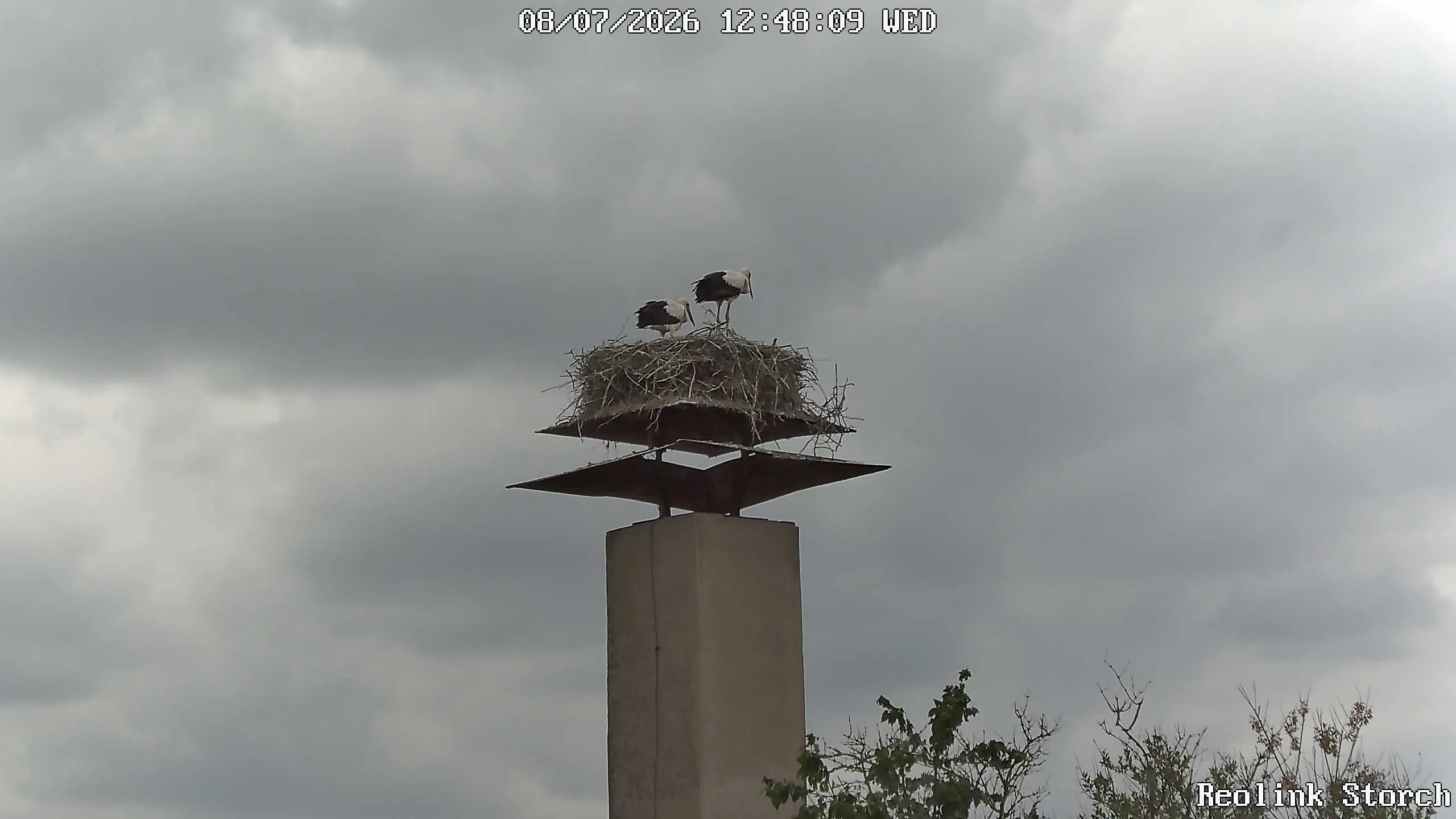 Storchencam Bild