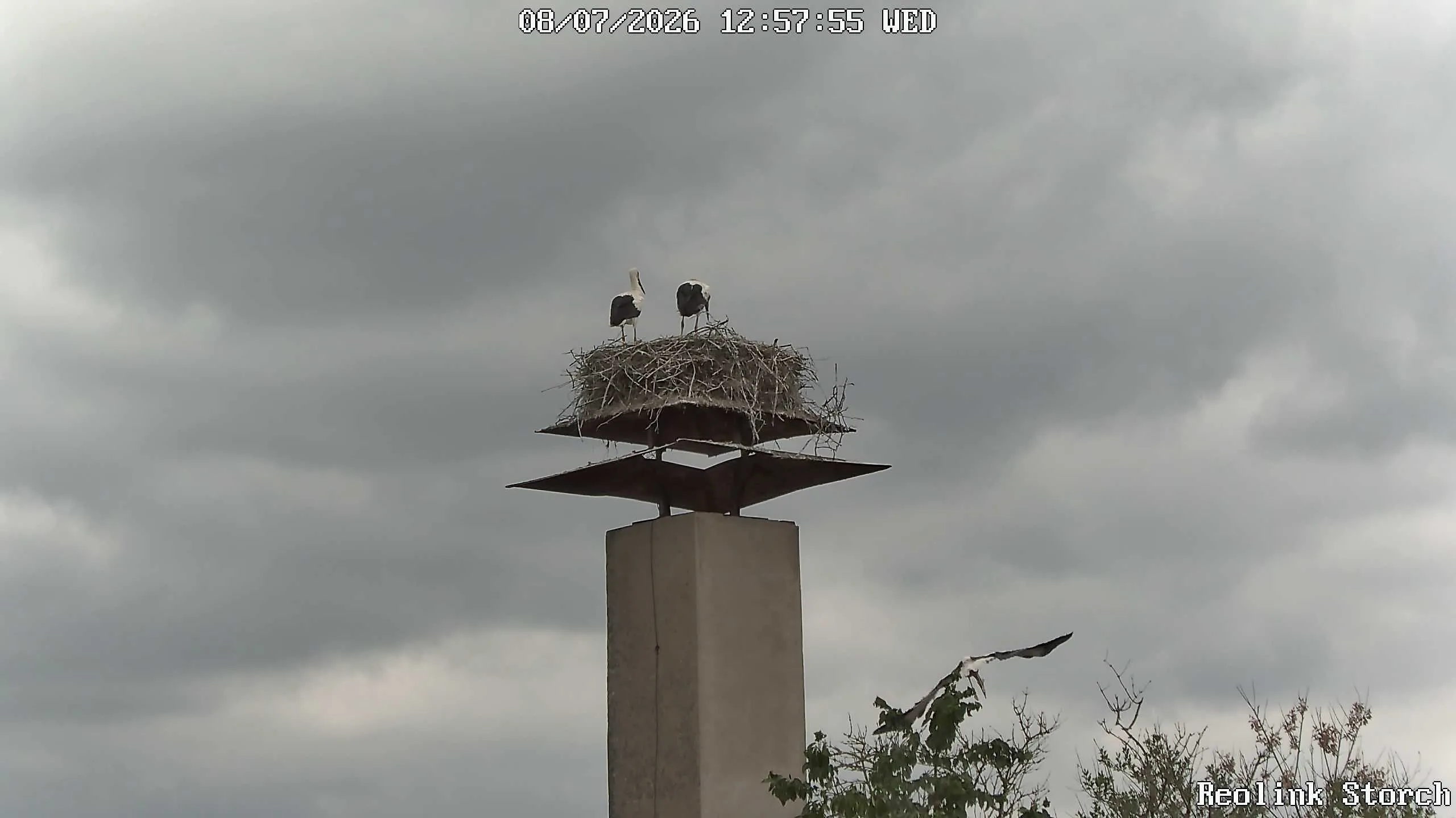 Storchencam Bild