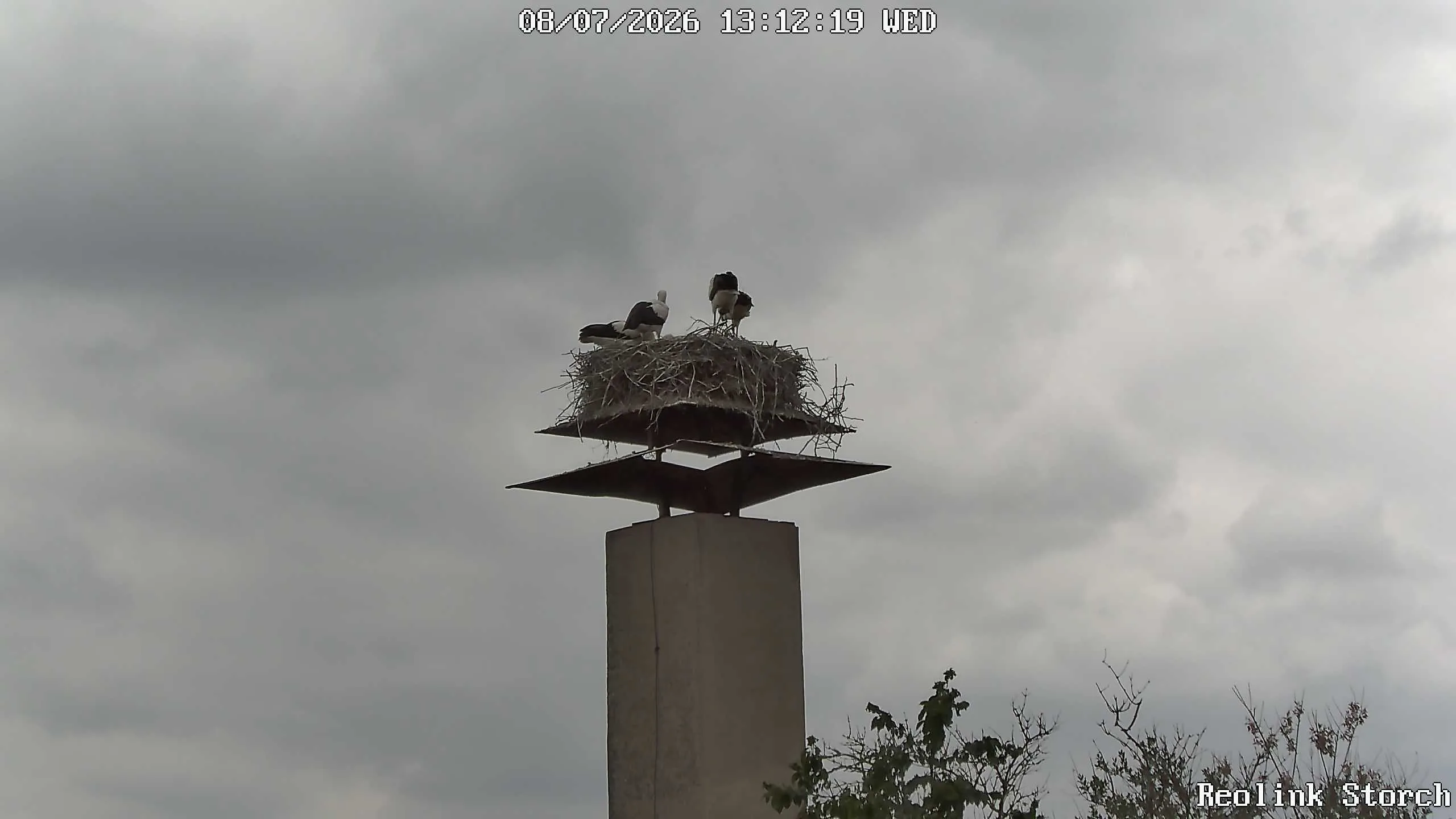 Storchencam Bild