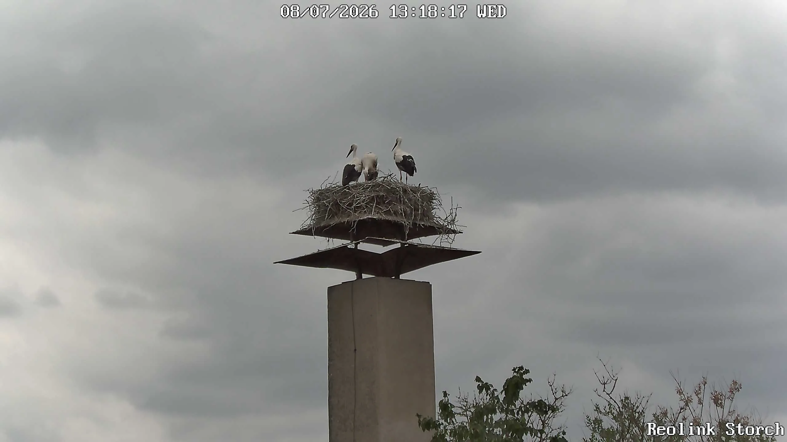 Storchencam Bild