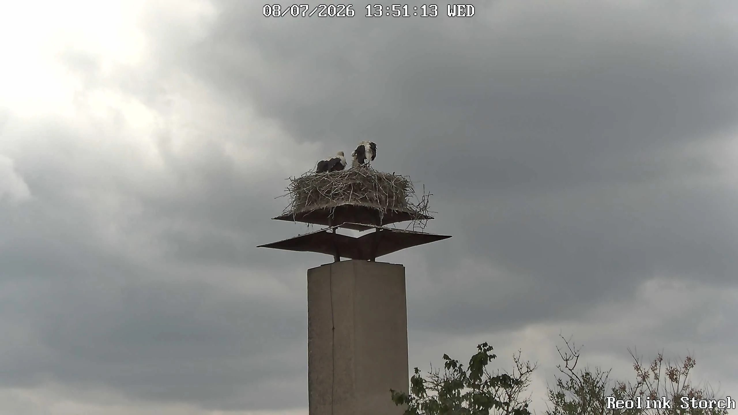 Storchencam Bild