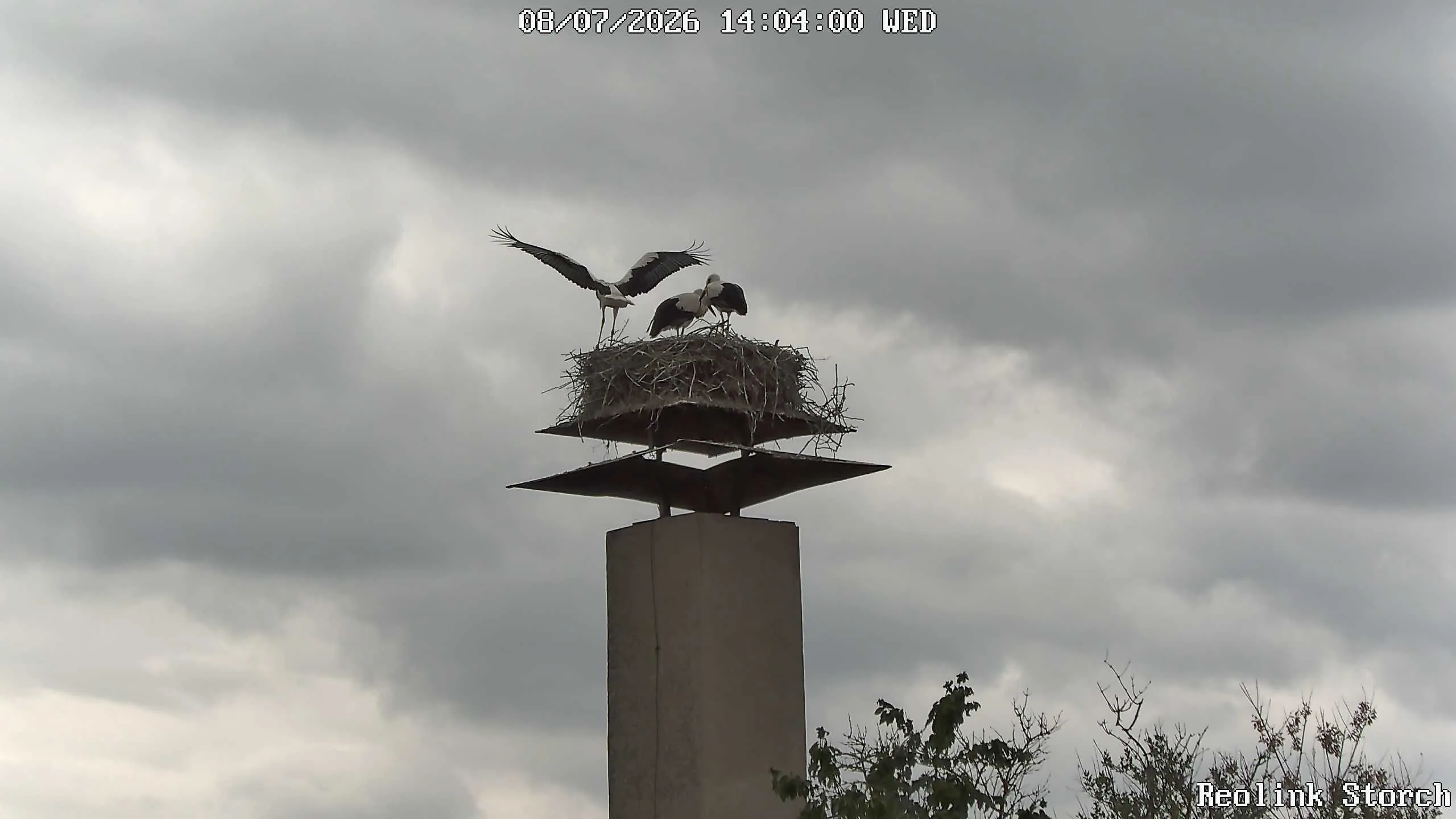 Storchencam Bild