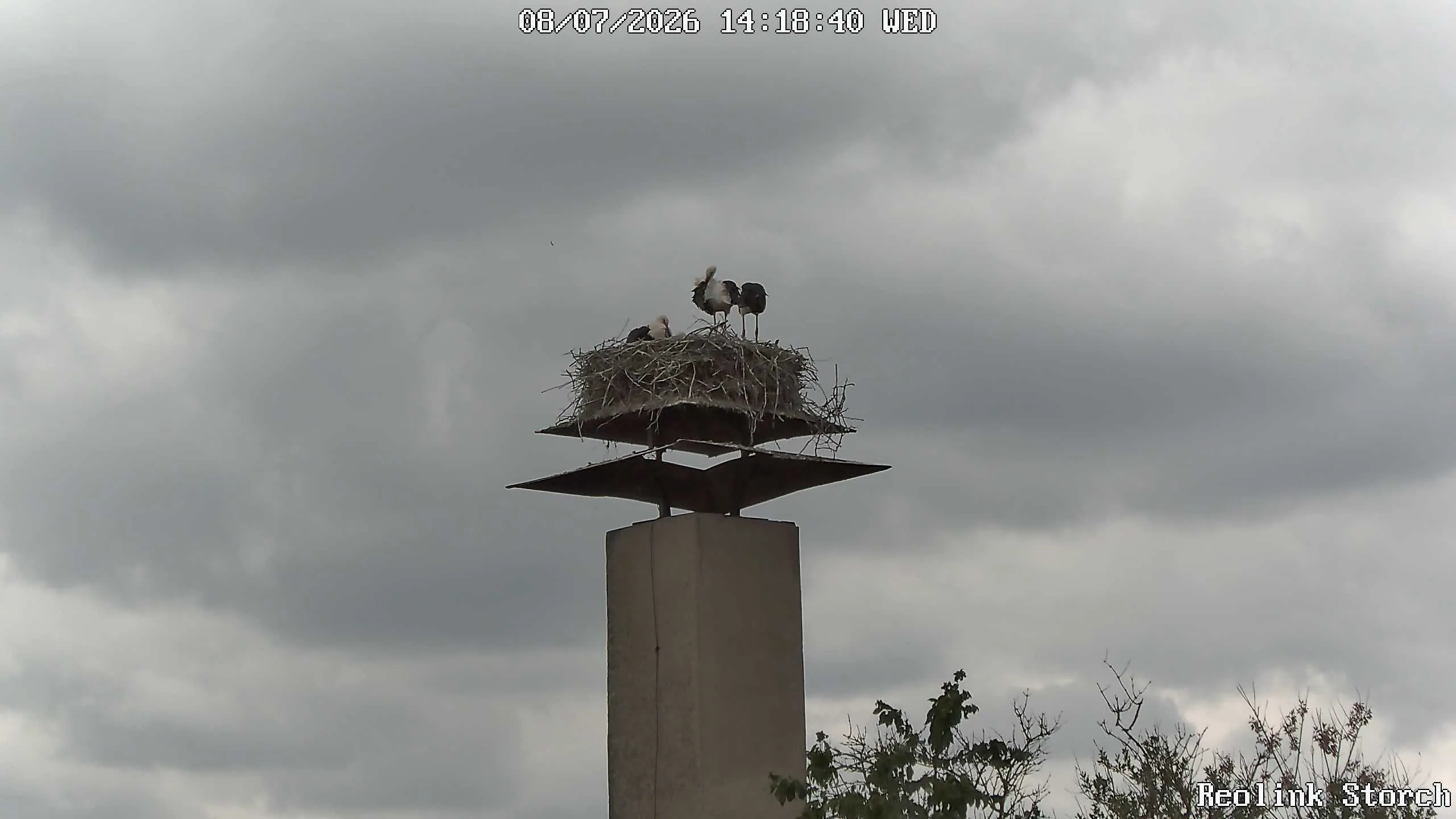 Storchencam Bild