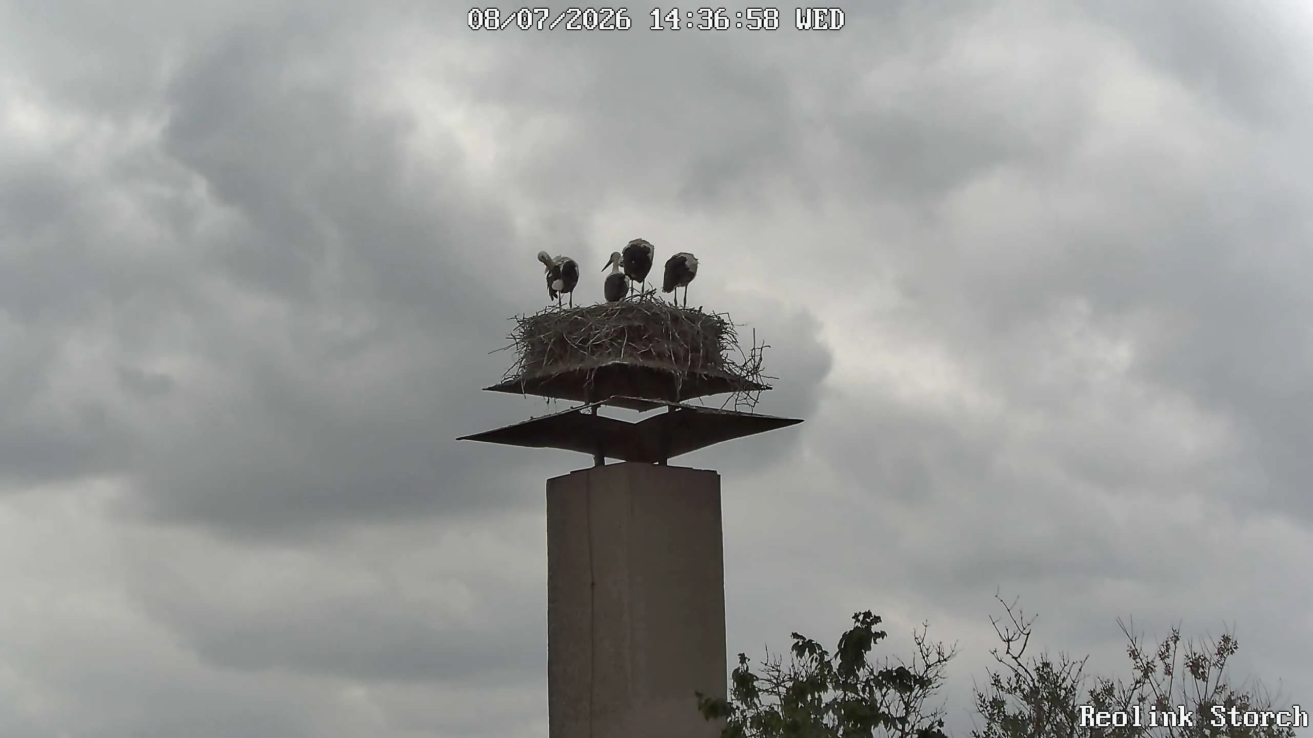 Storchencam Bild