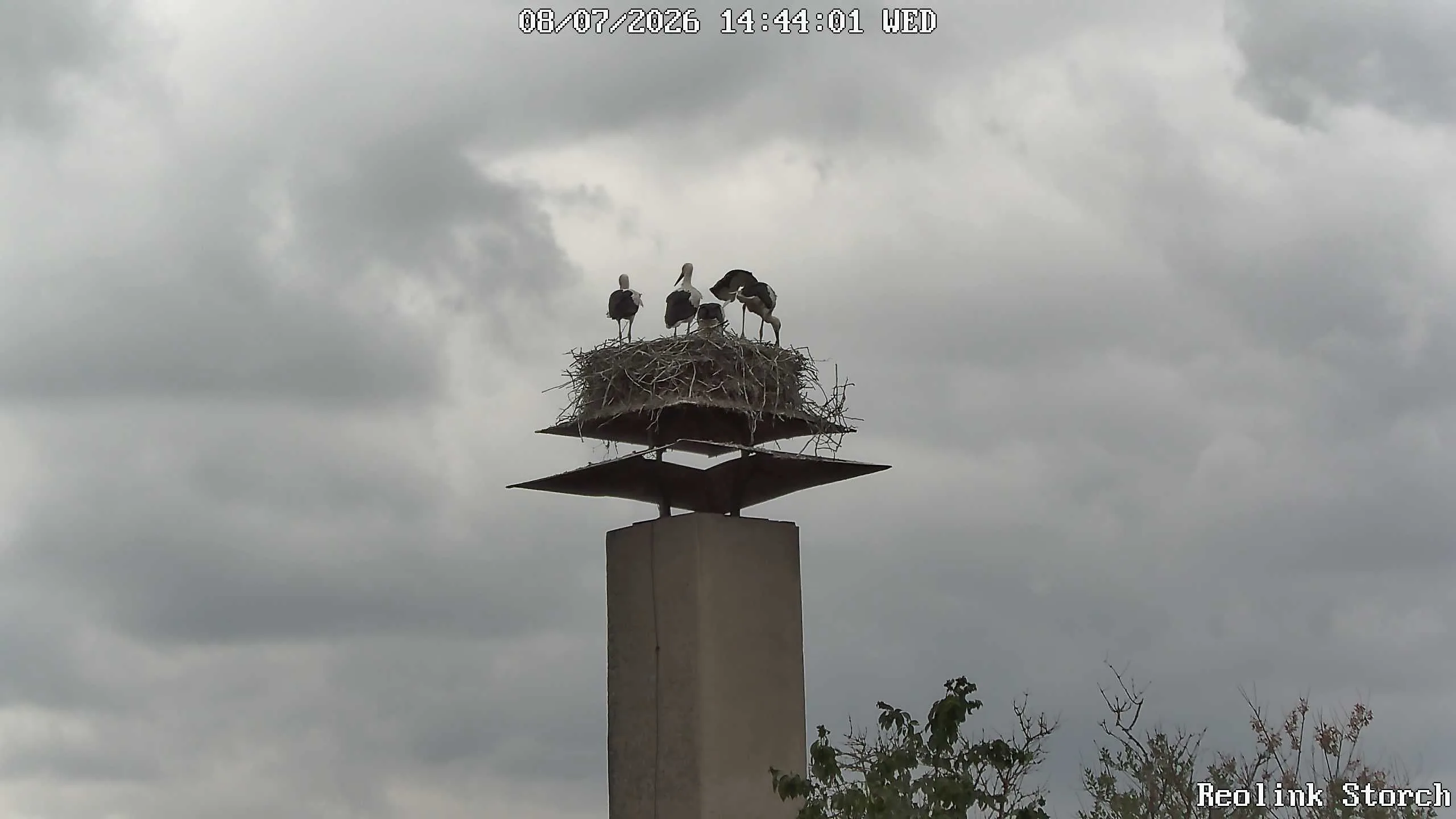 Storchencam Bild
