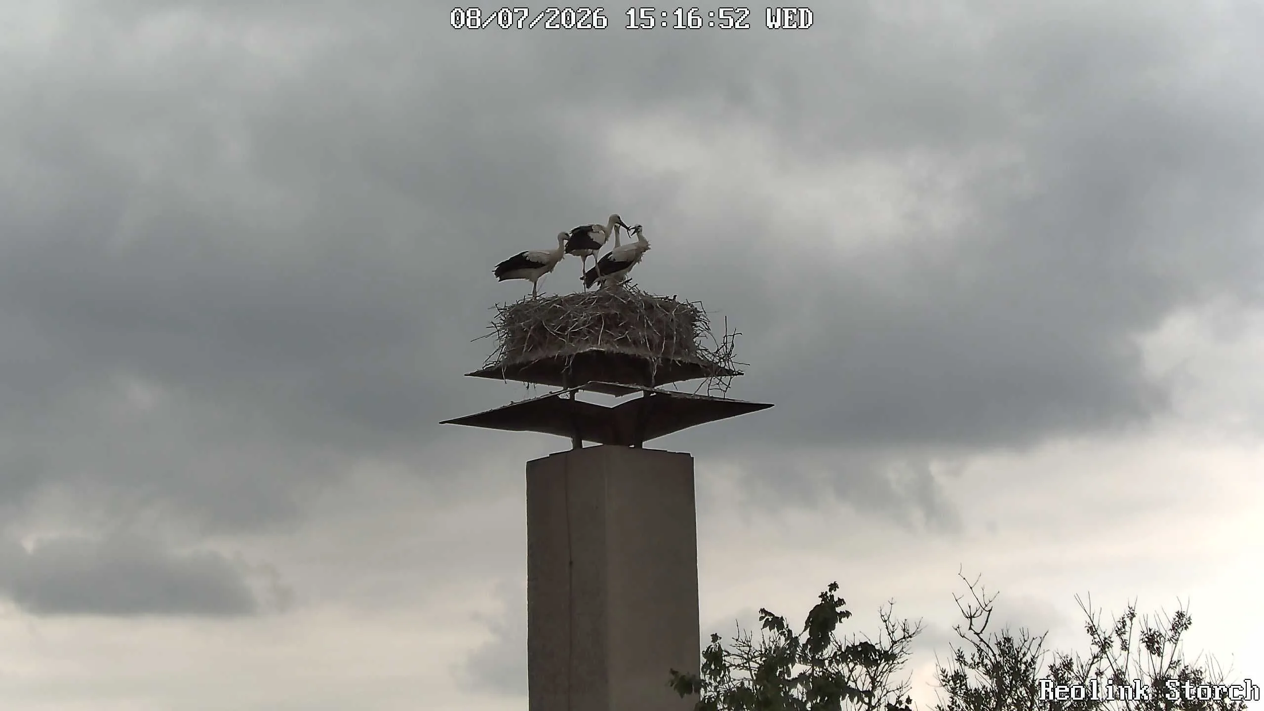 Storchencam Bild