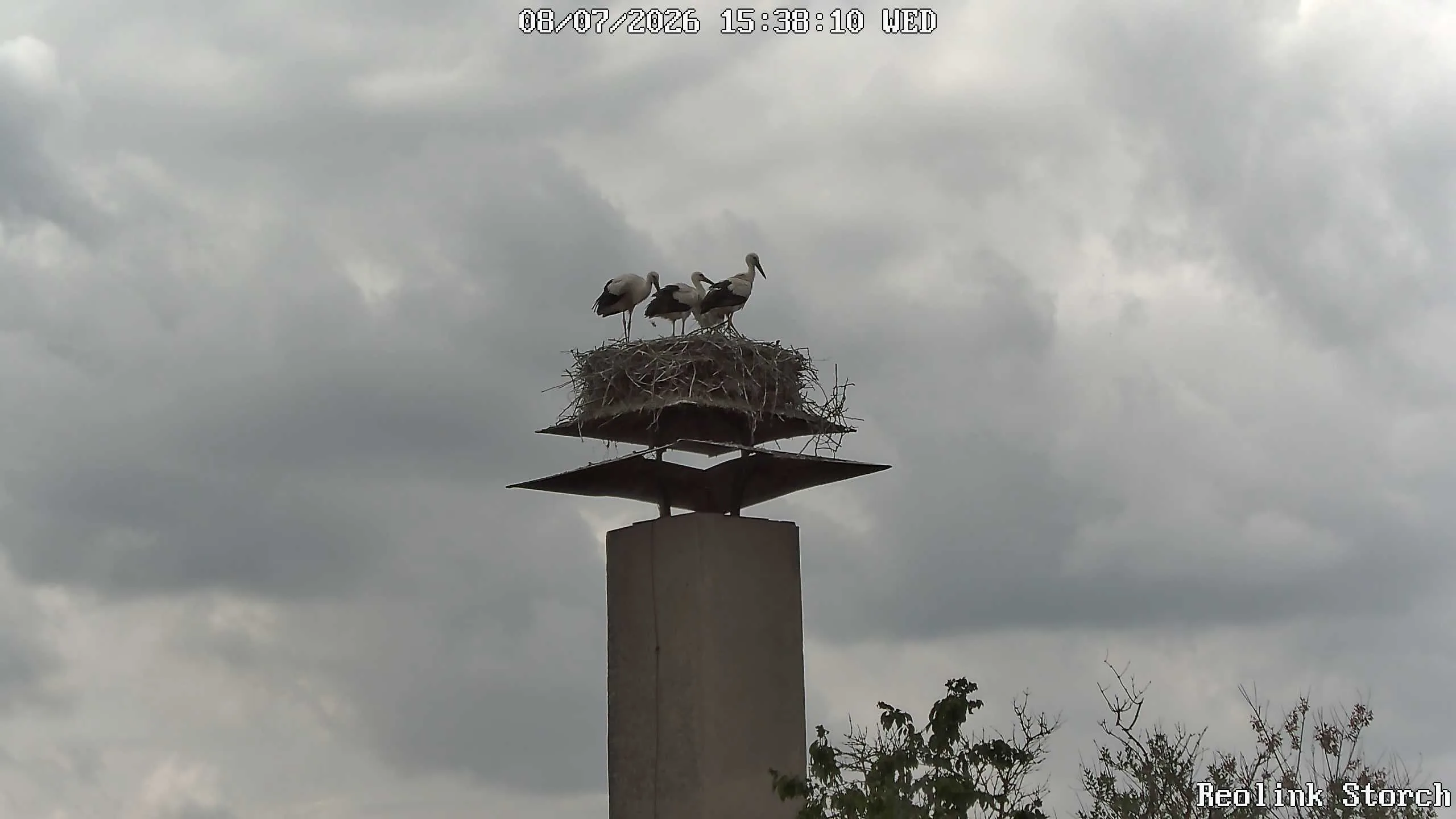 Storchencam Bild