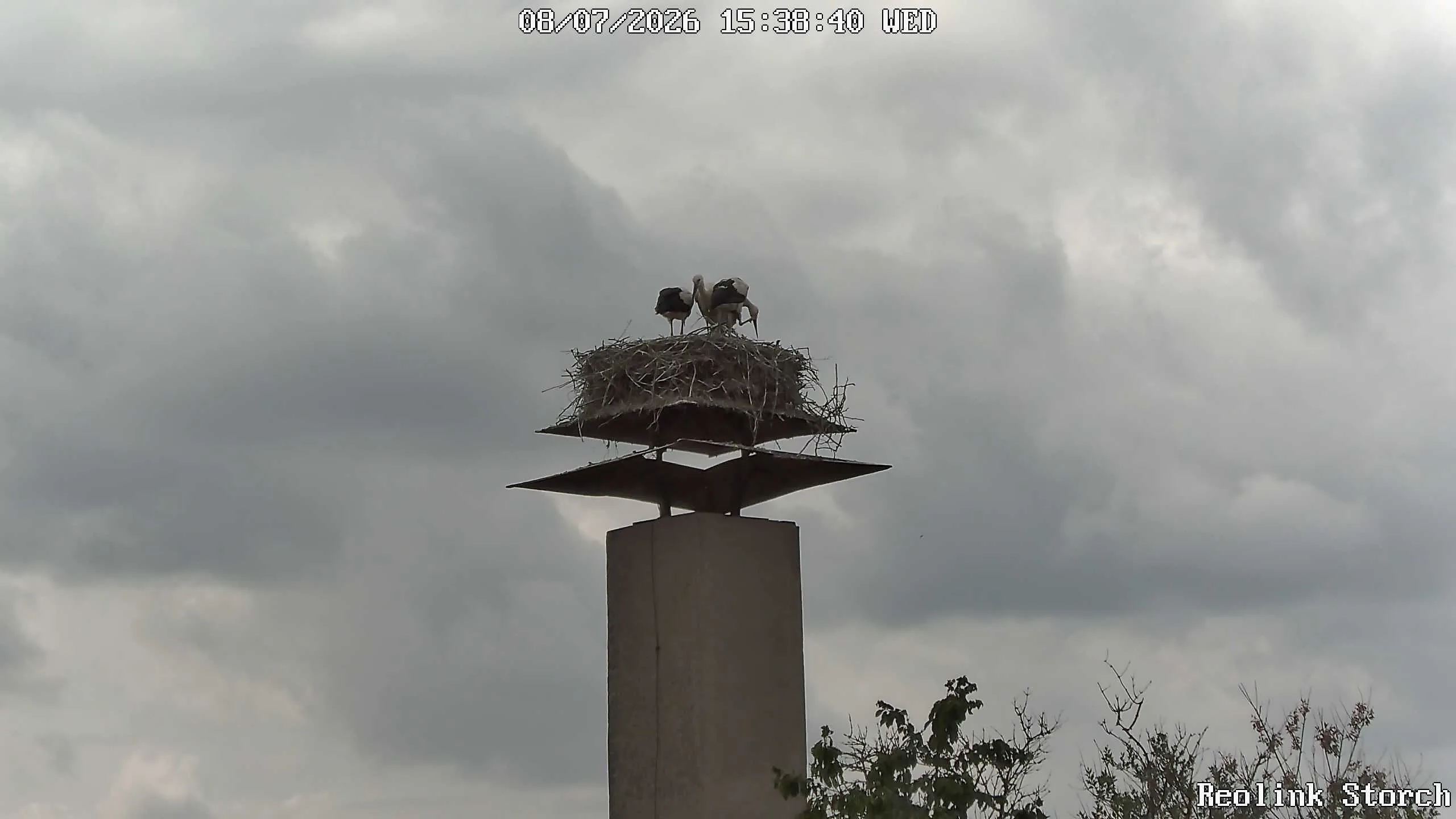 Storchencam Bild