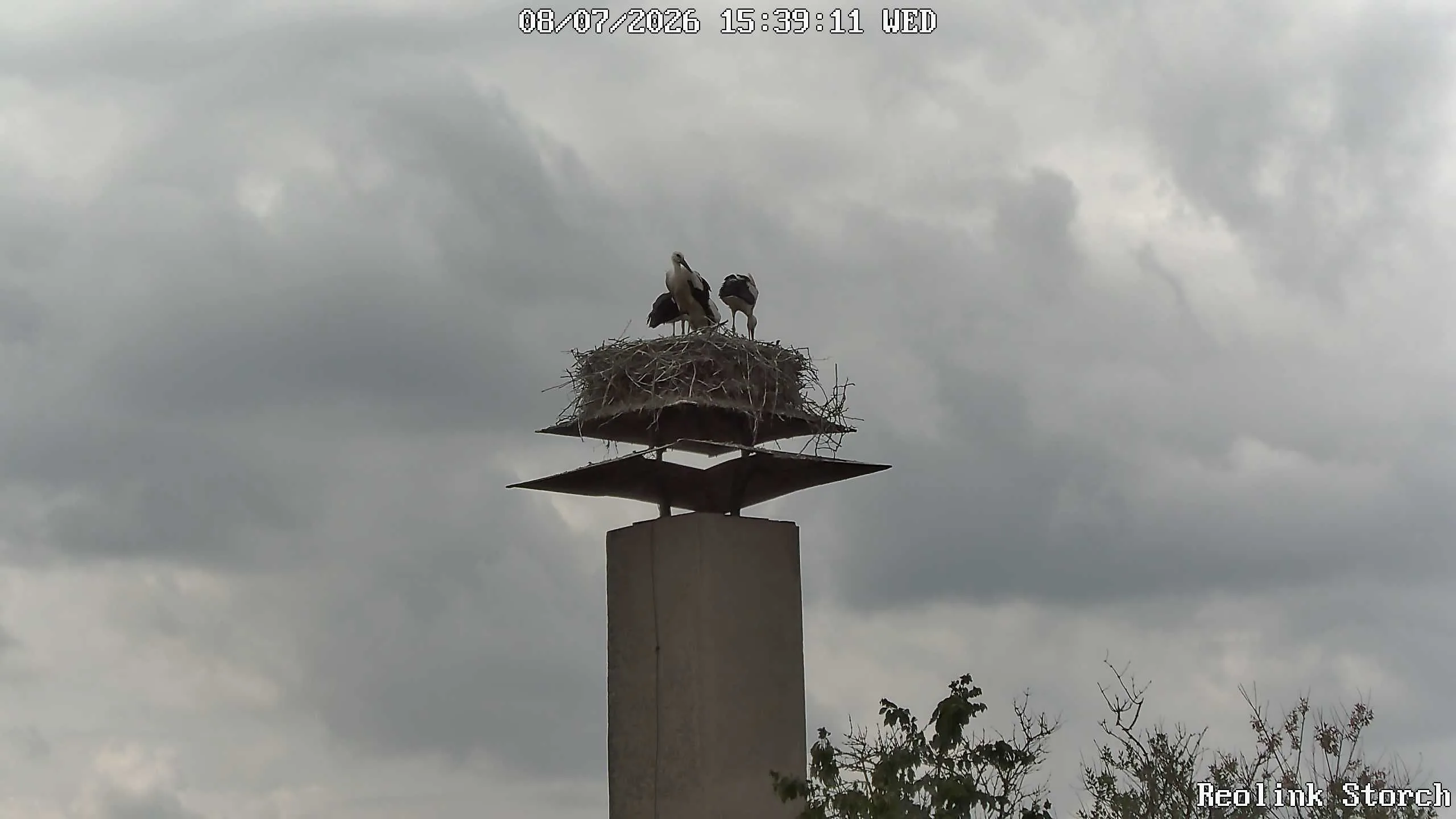 Storchencam Bild