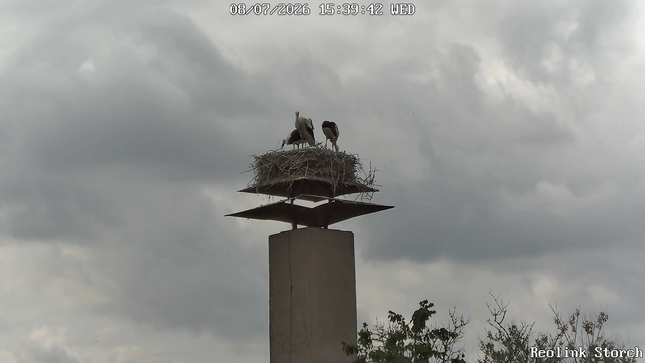Storchencam Bild