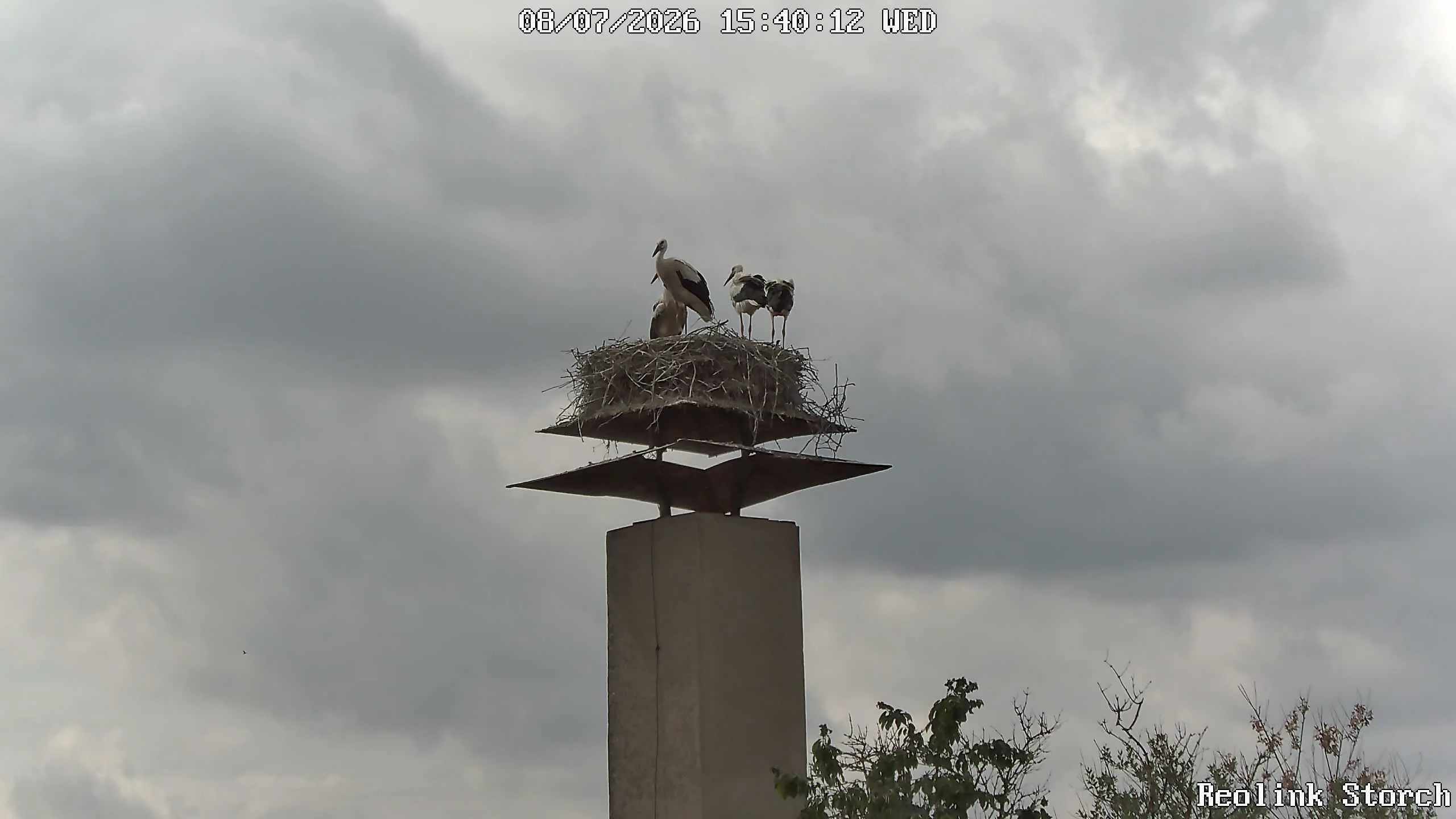 Storchencam Bild
