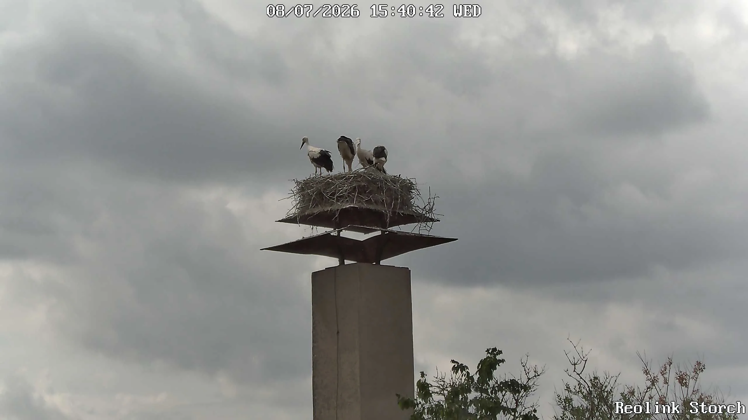 Storchencam Bild