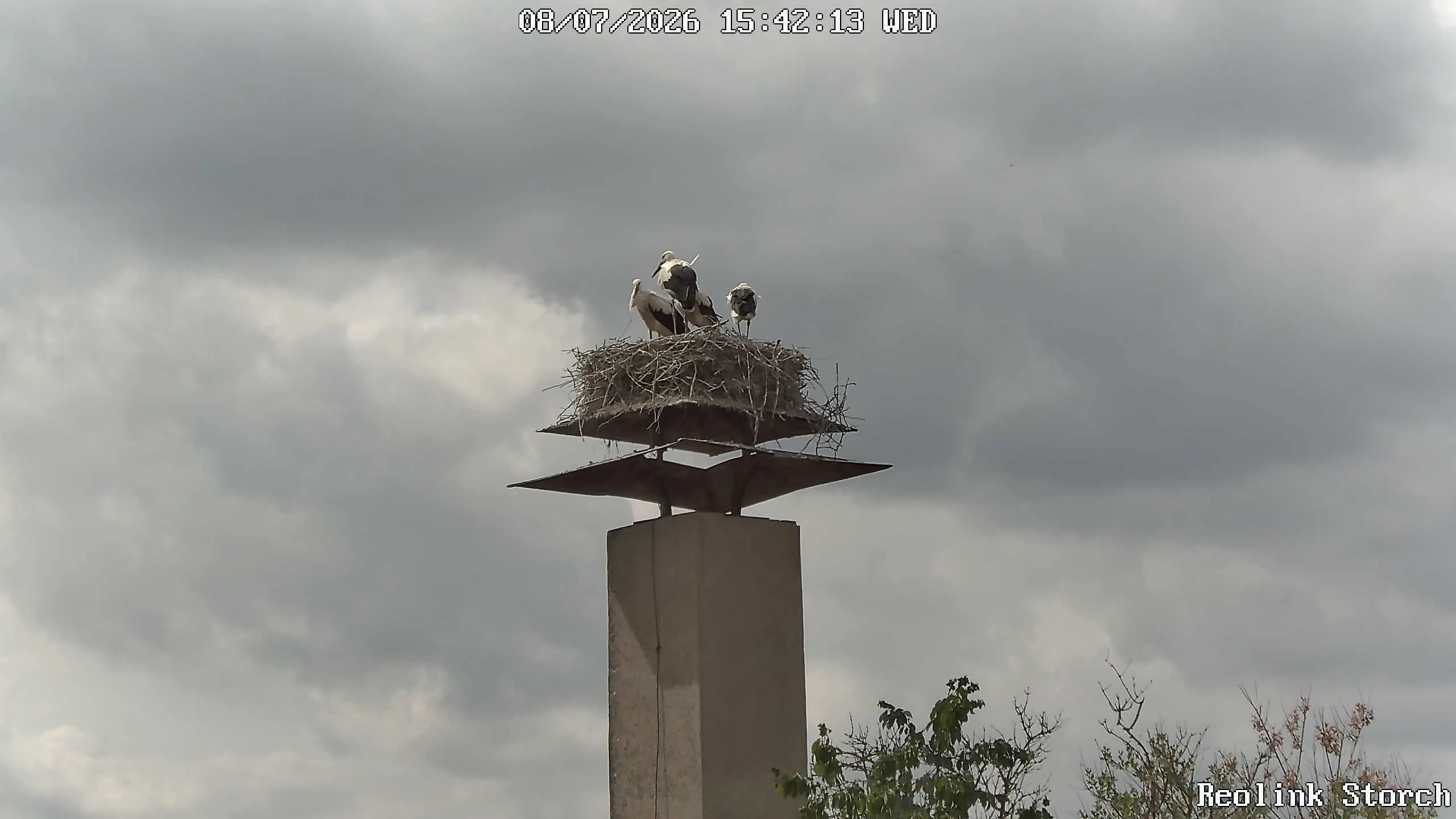 Storchencam Bild