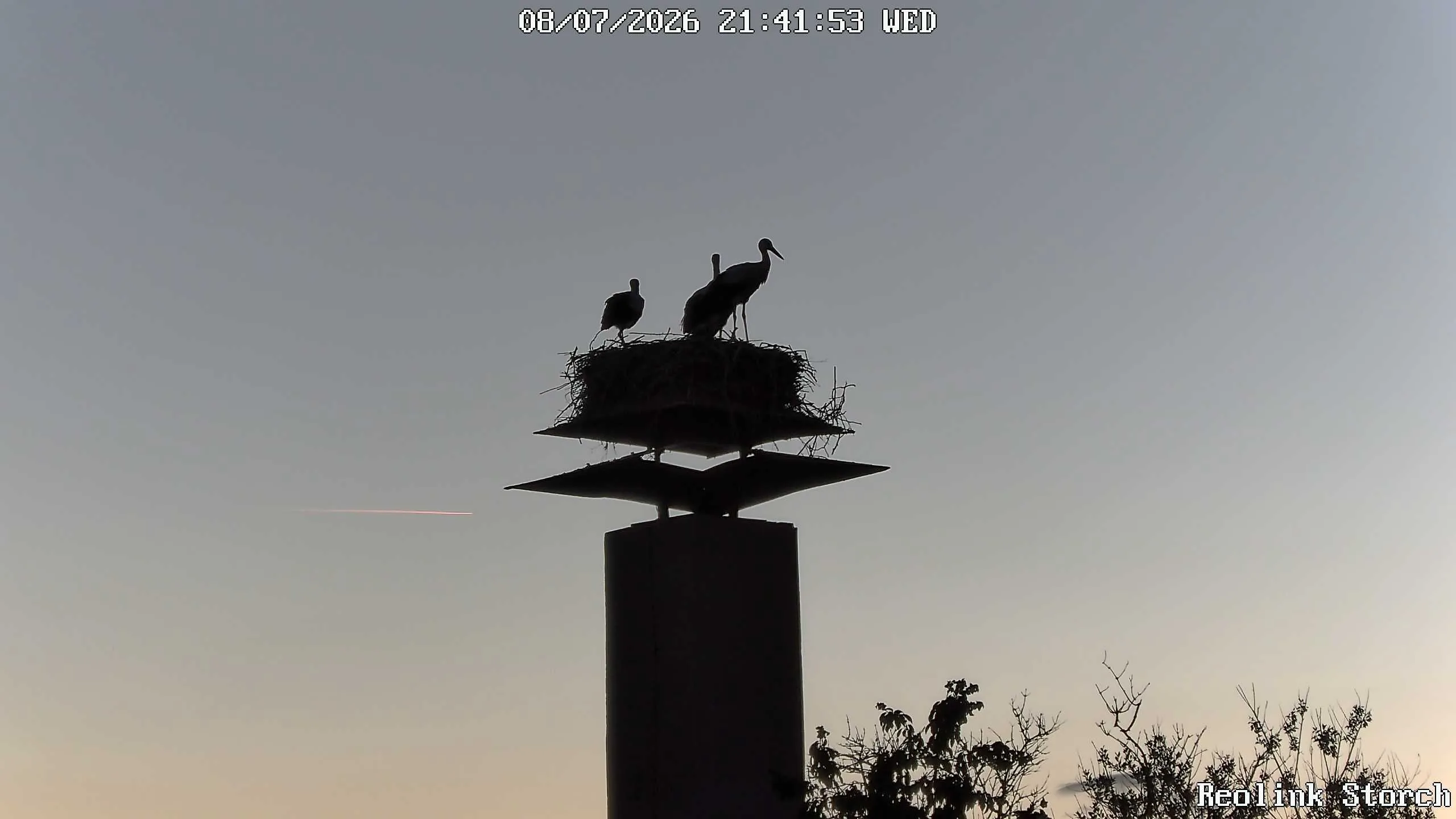 Storchencam Bild