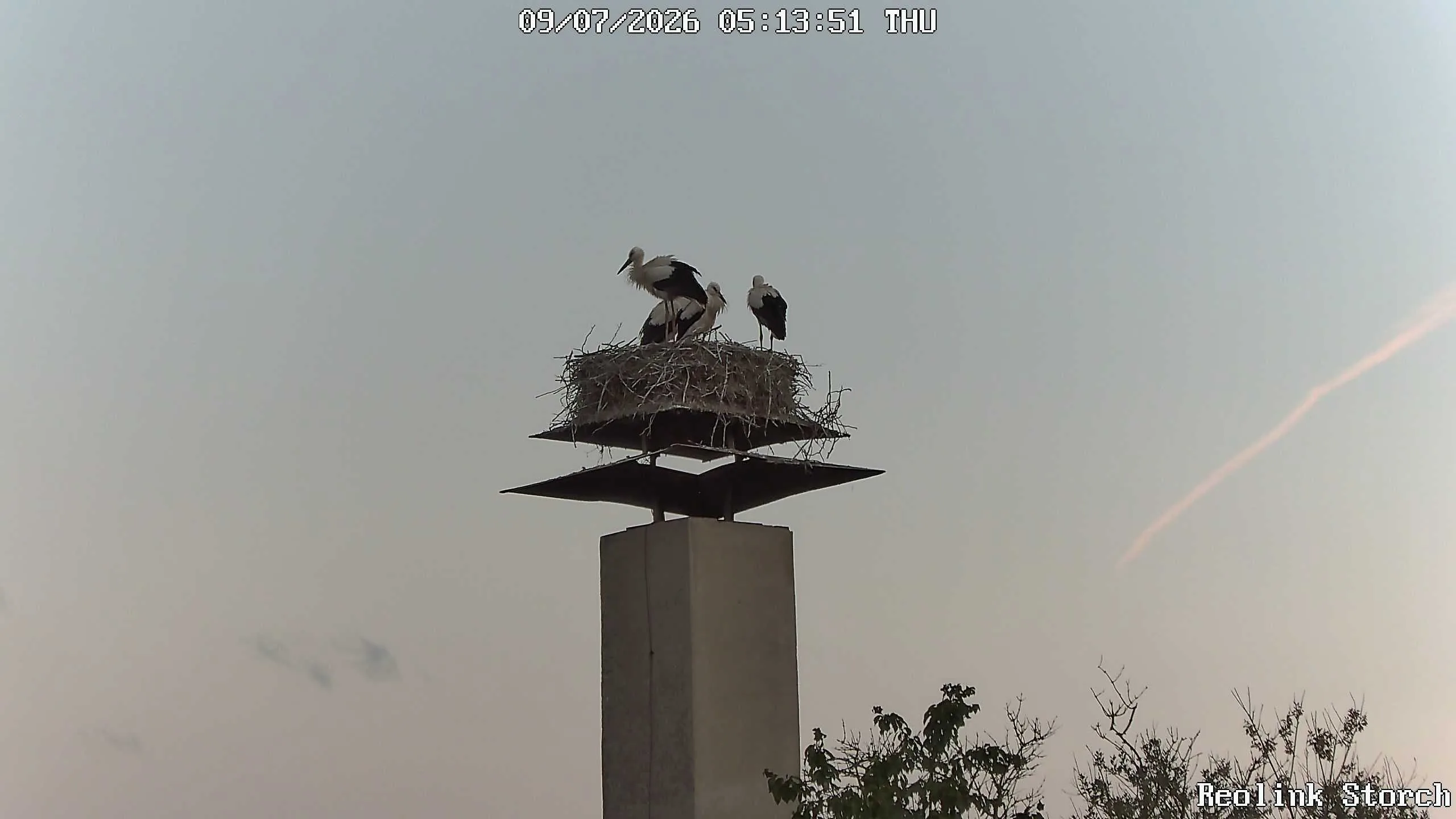 Storchencam Bild