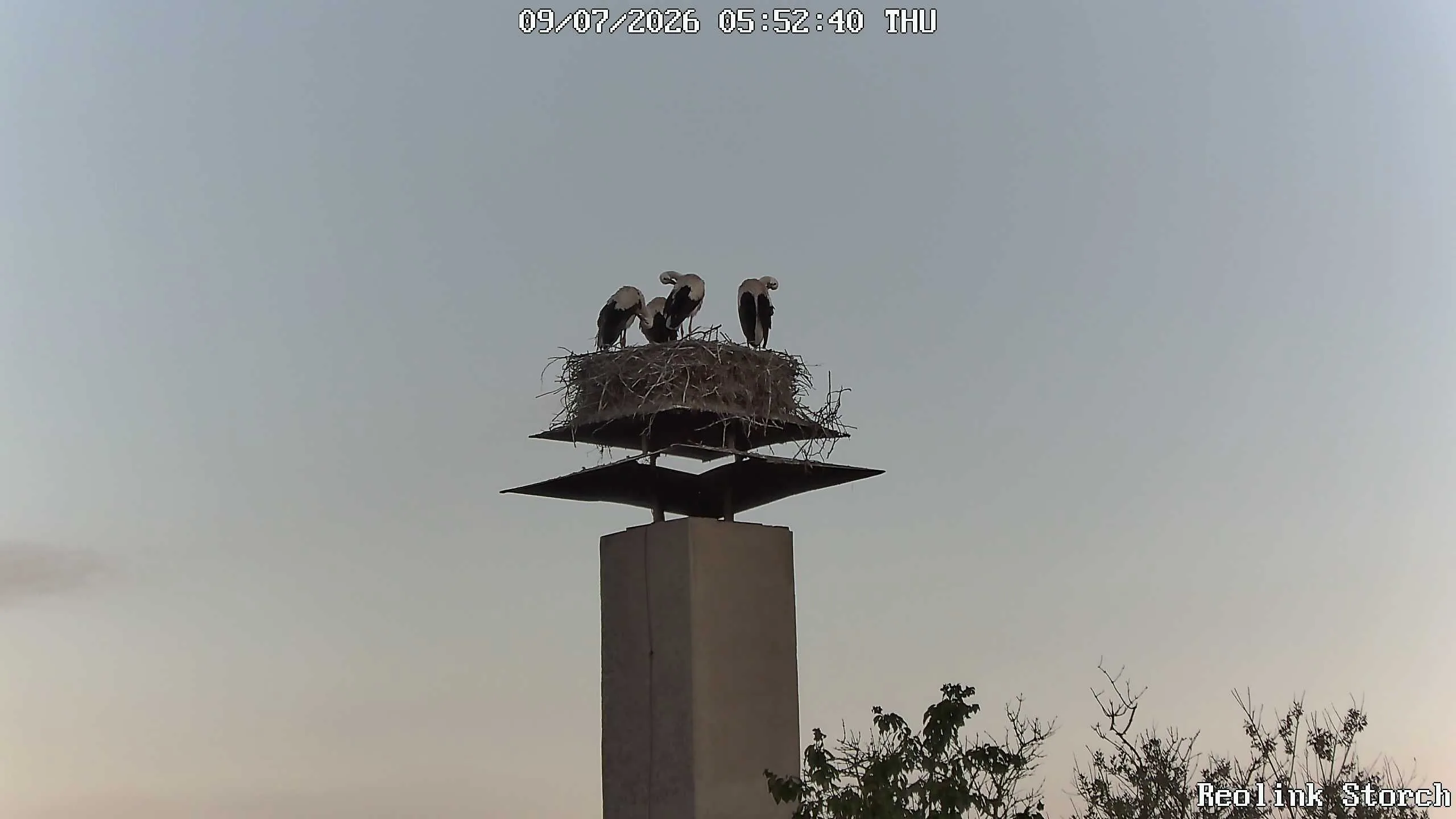 Storchencam Bild