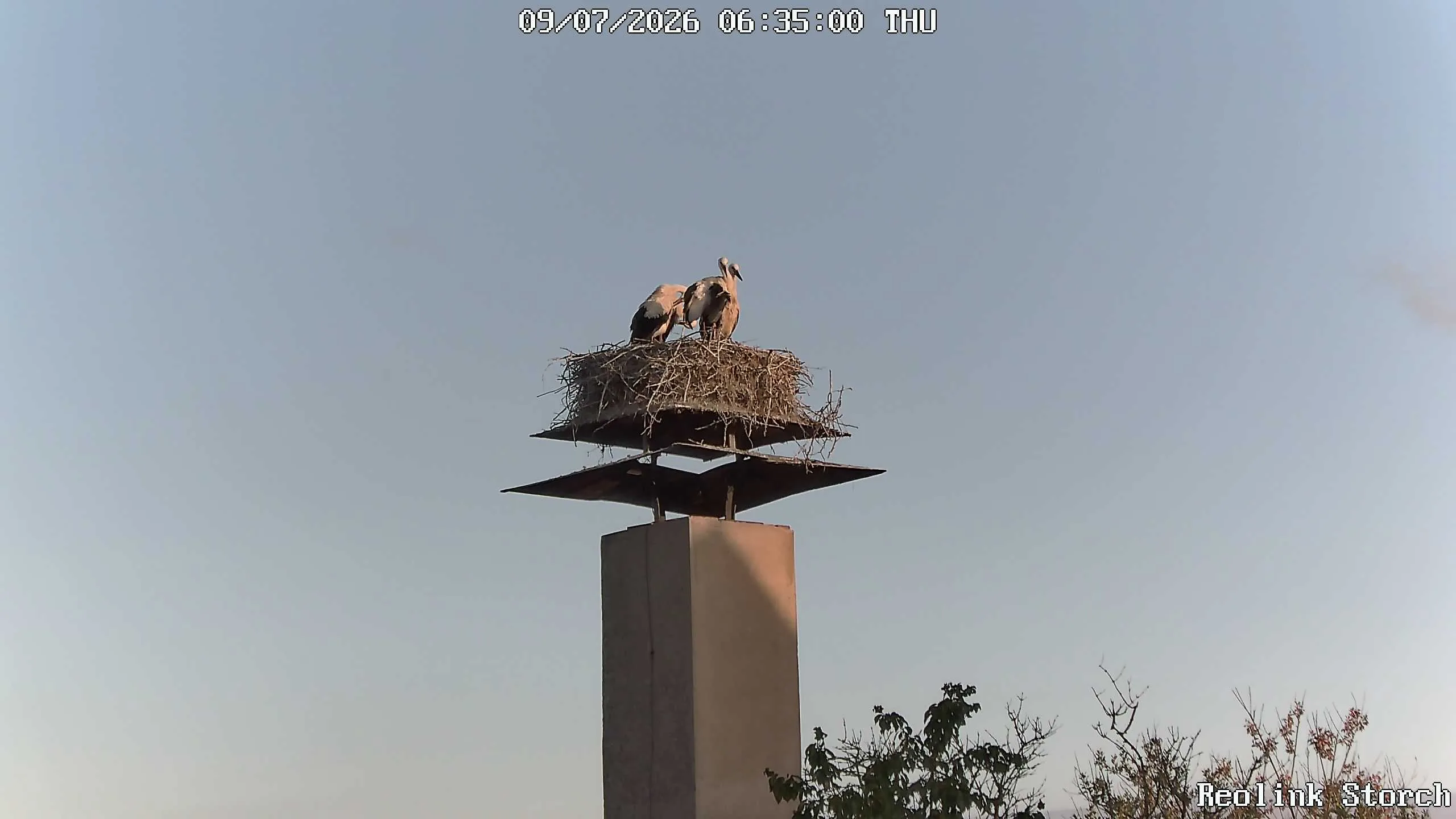 Storchencam Bild