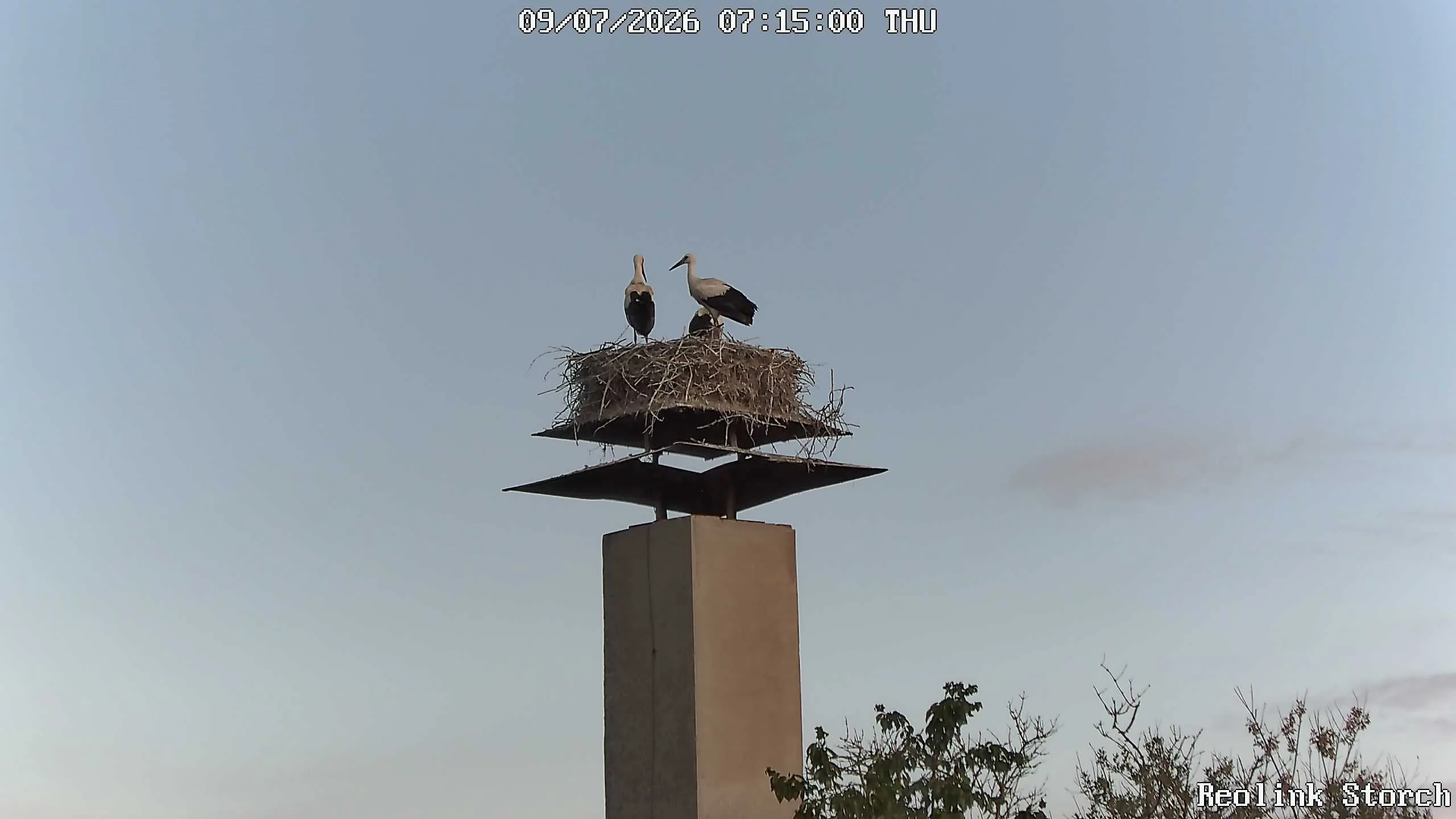 Storchencam Bild