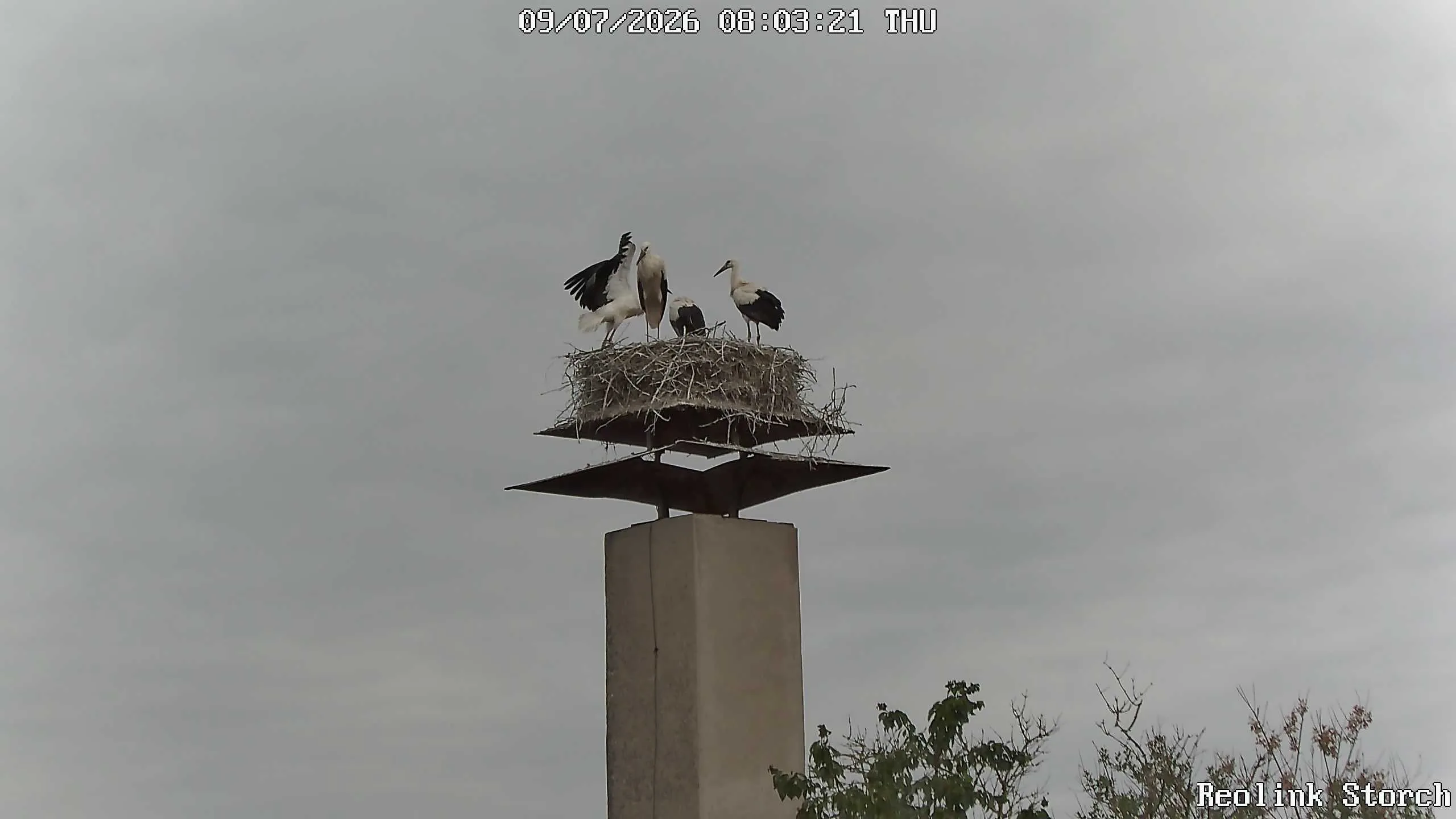 Storchencam Bild