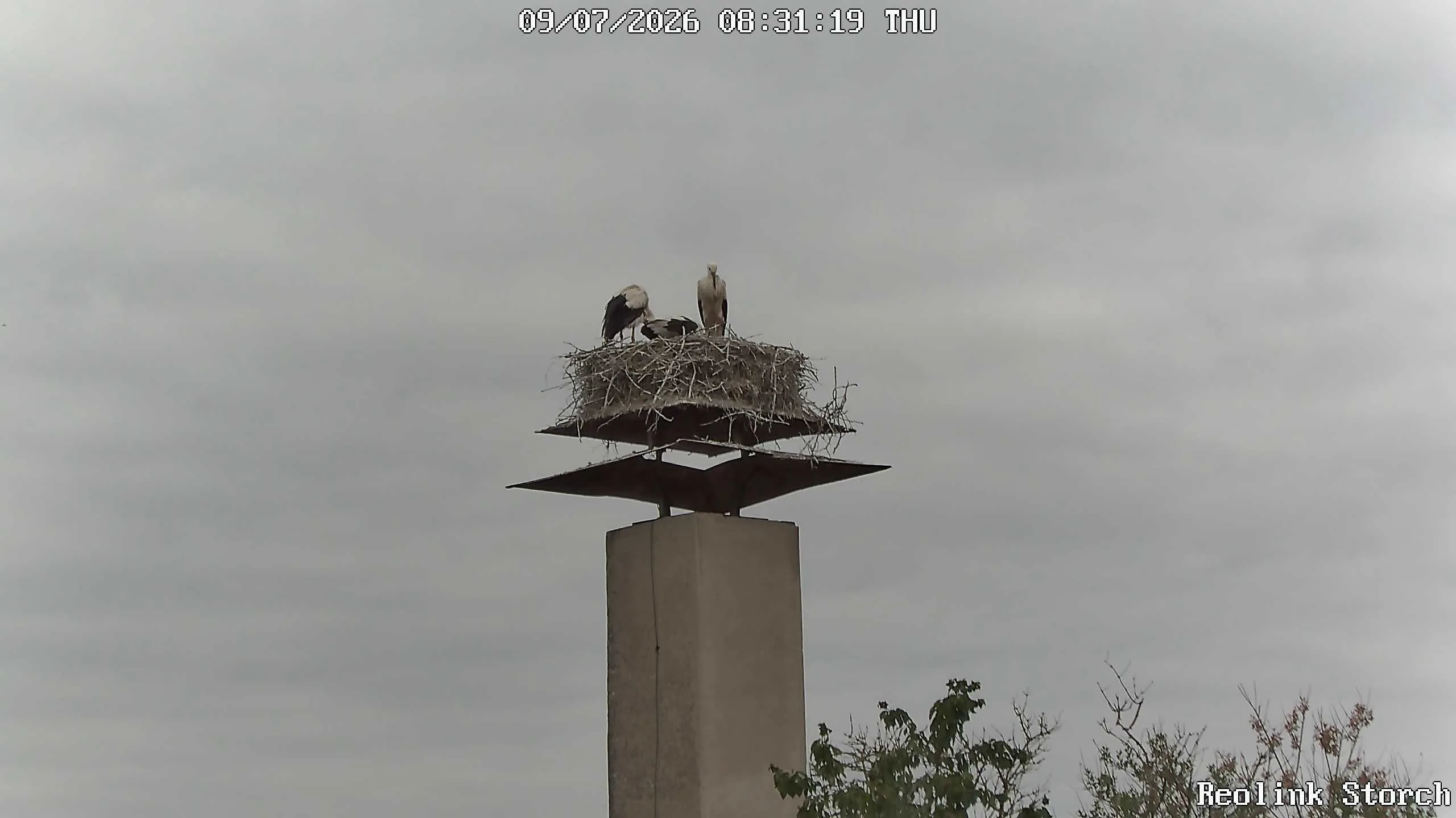 Storchencam Bild