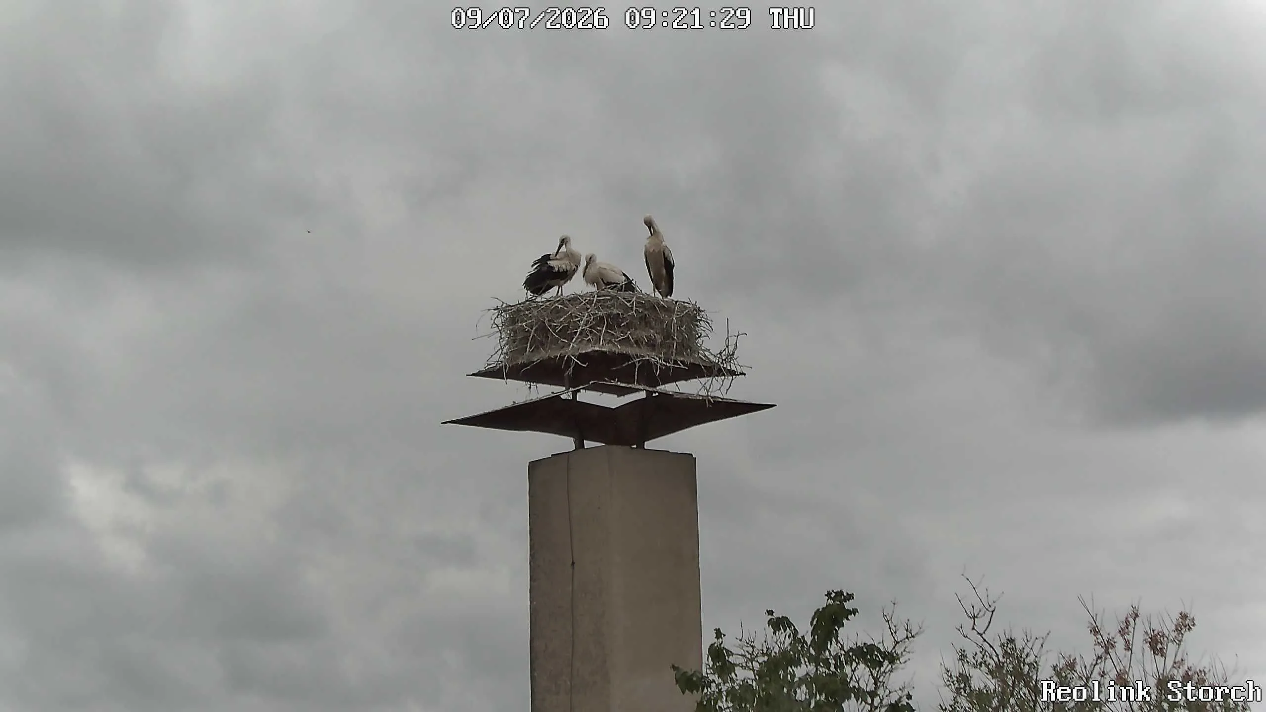 Storchencam Bild