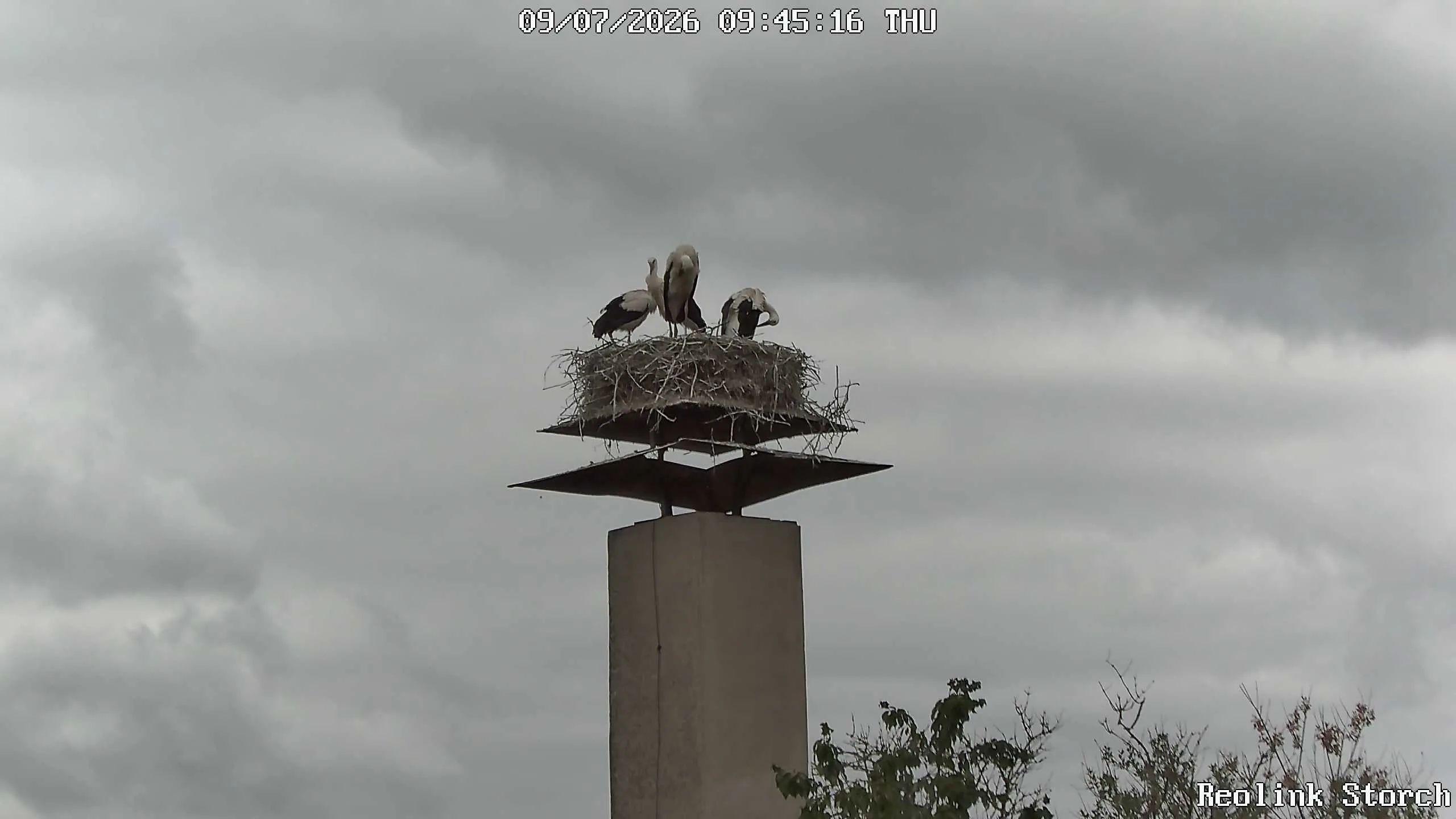Storchencam Bild