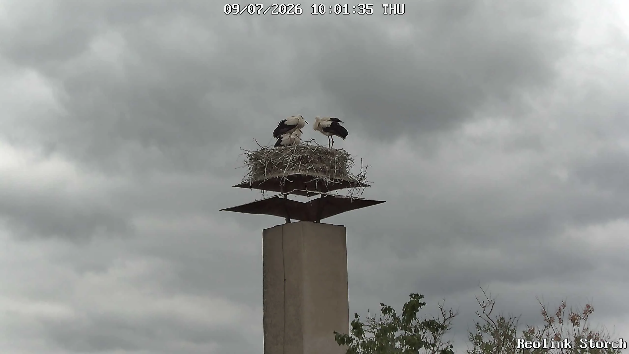 Storchencam Bild