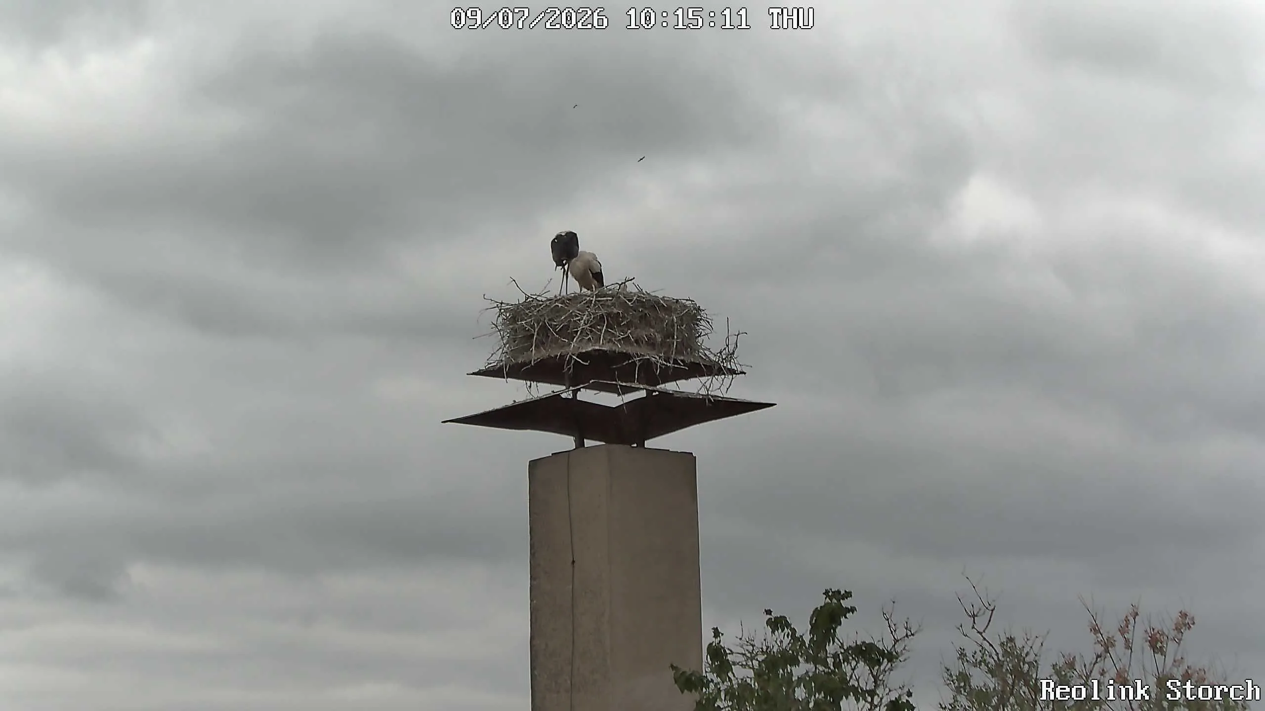 Storchencam Bild