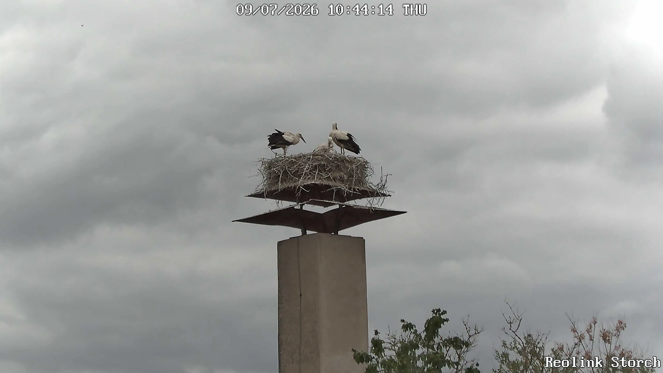 Storchencam Bild