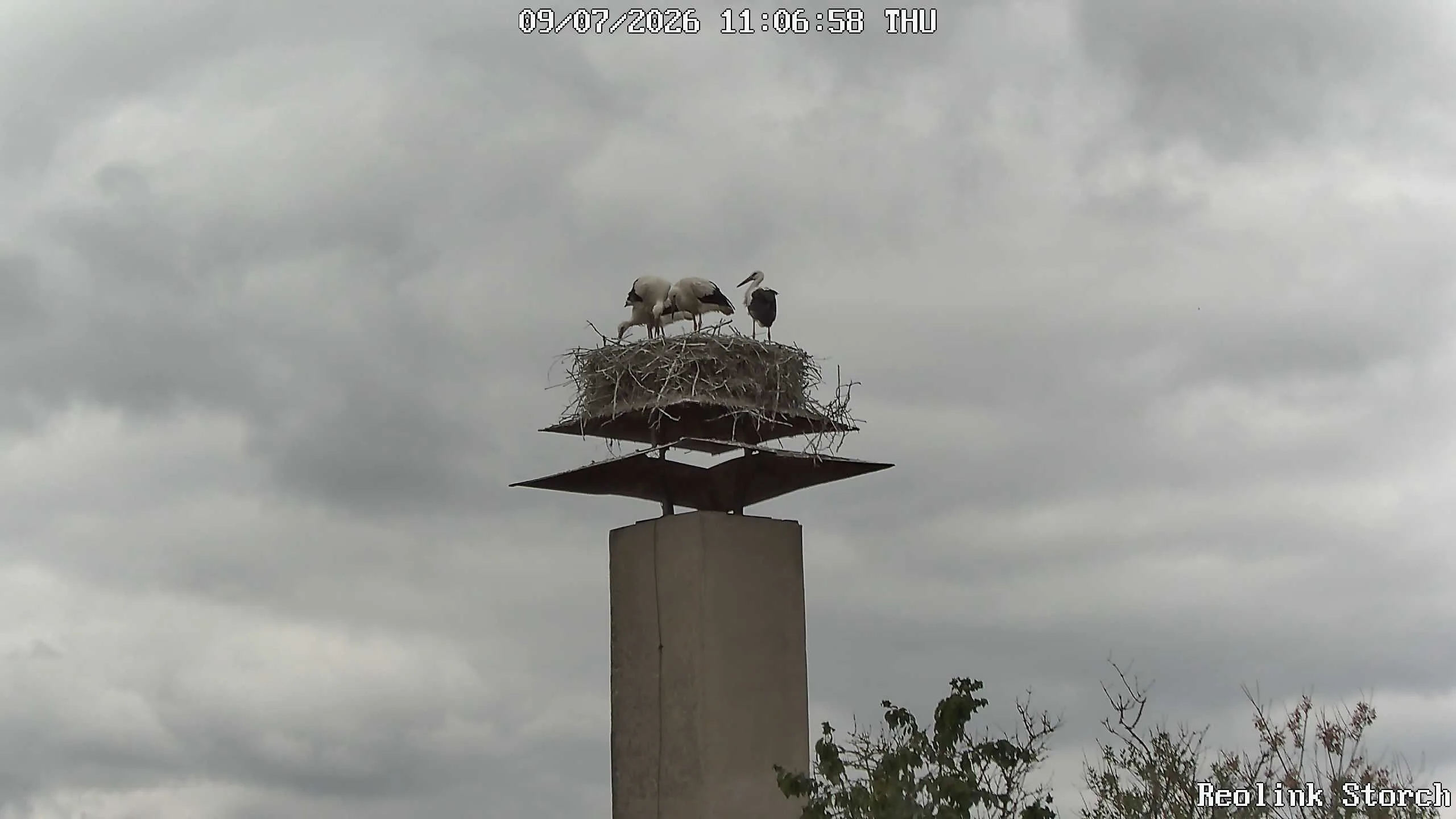 Storchencam Bild