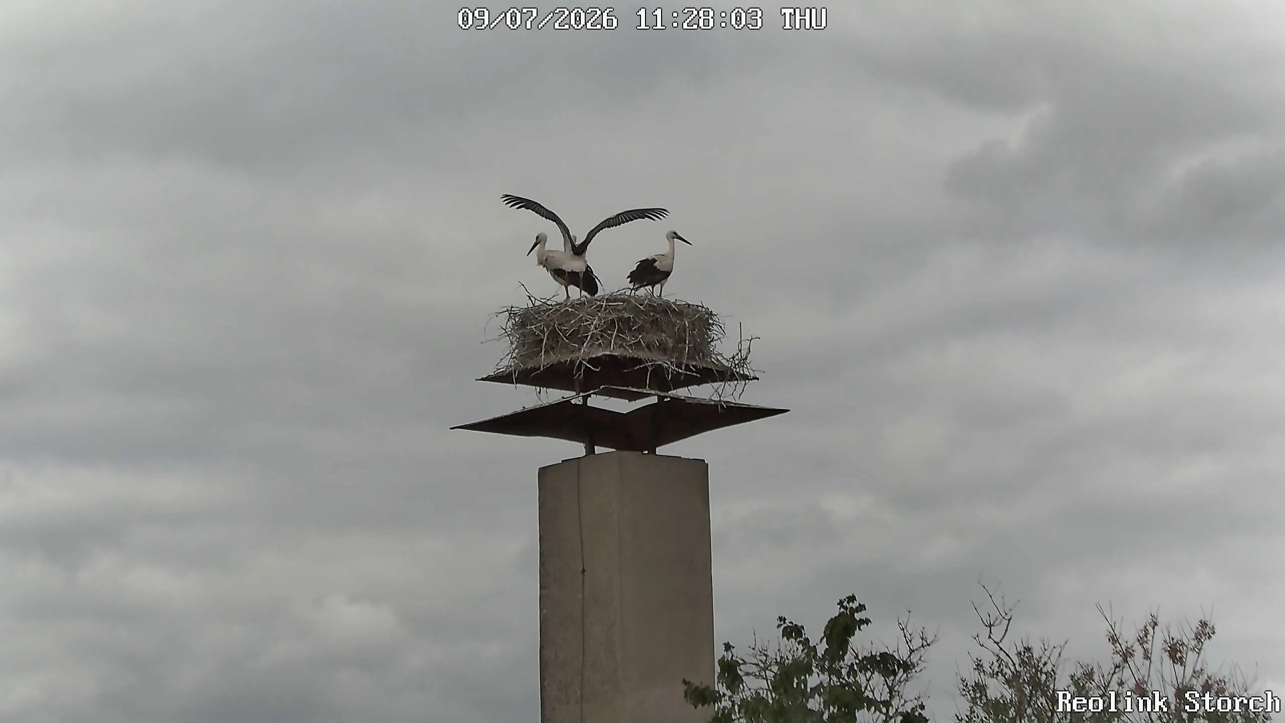 Storchencam Bild