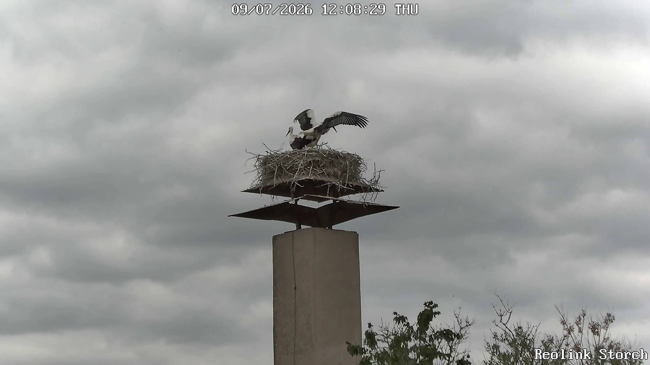 Storchencam Bild