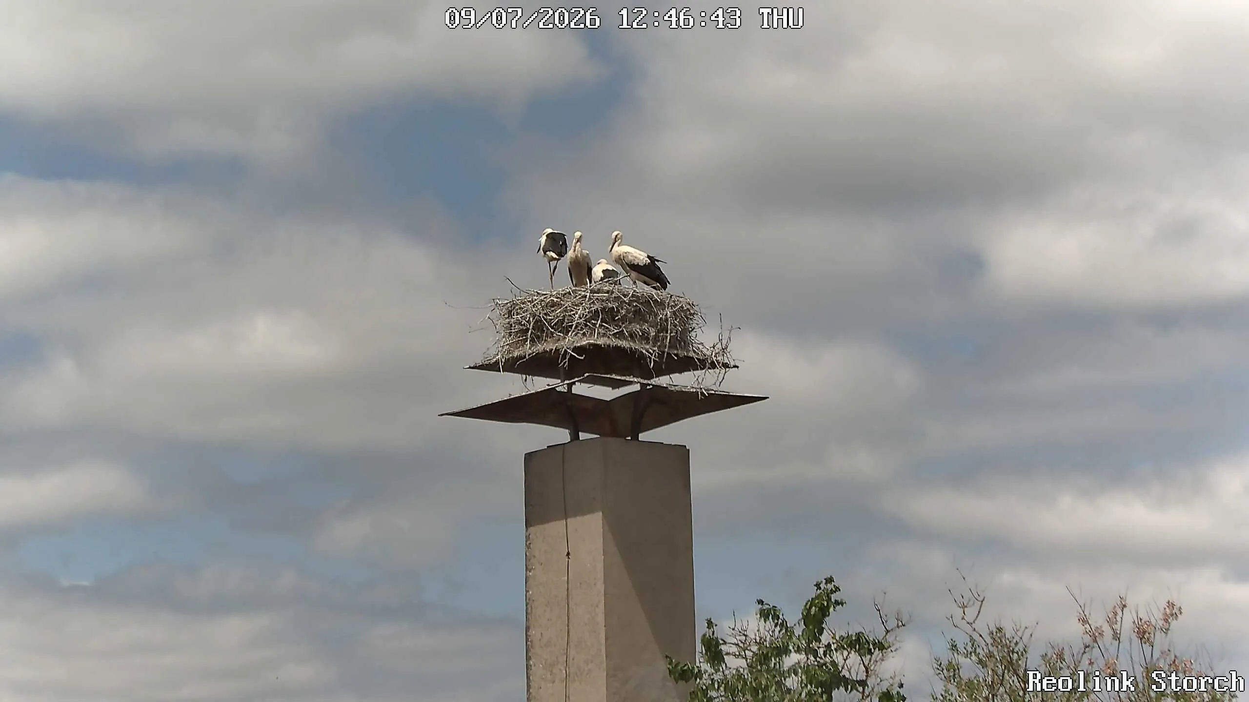 Storchencam Bild