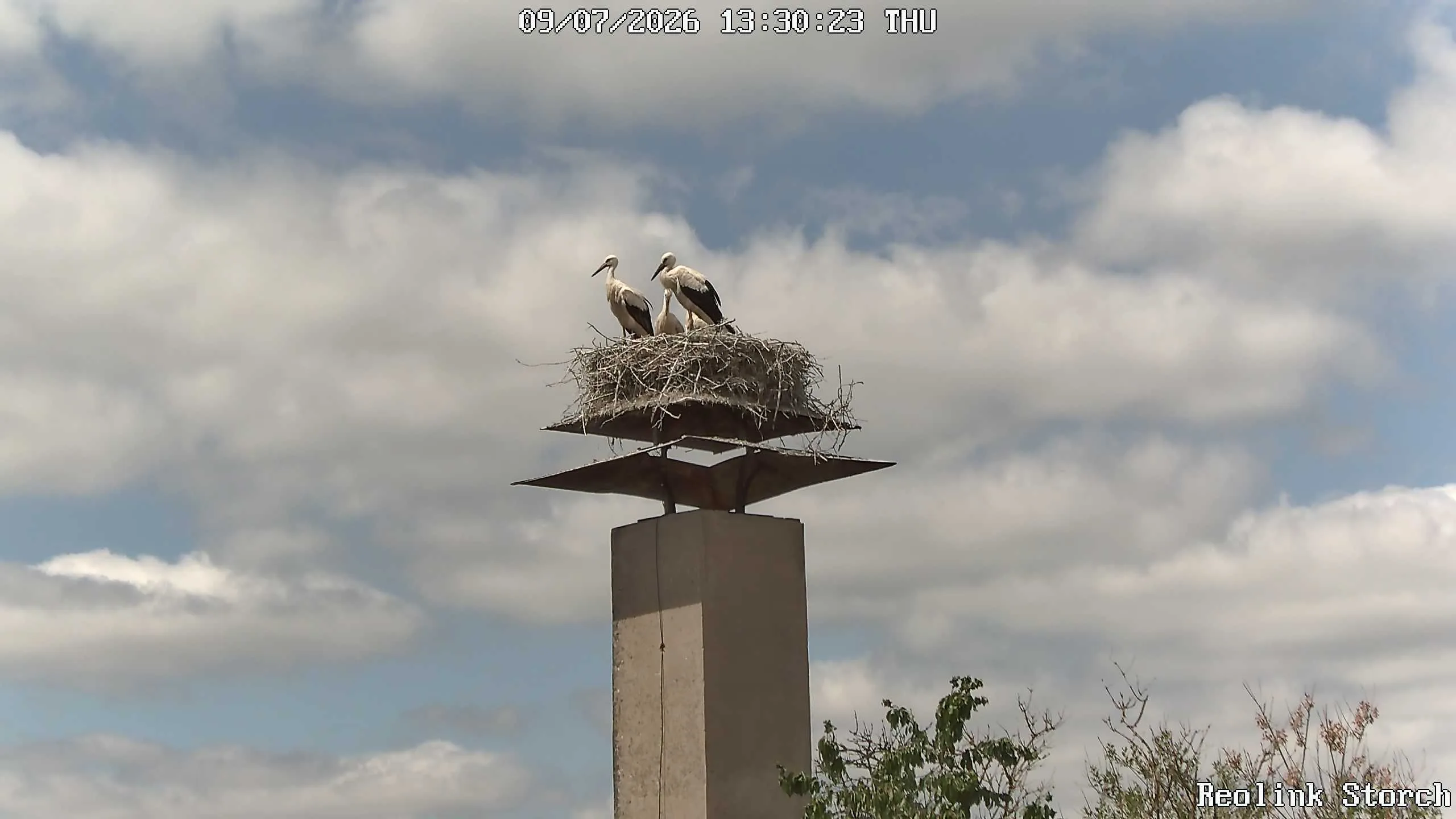 Storchencam Bild