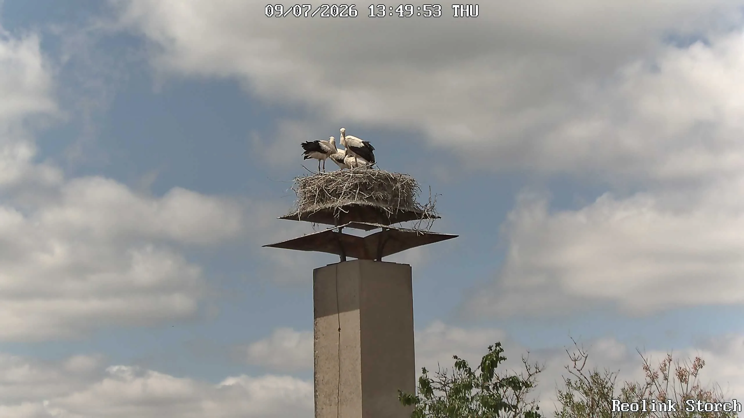 Storchencam Bild