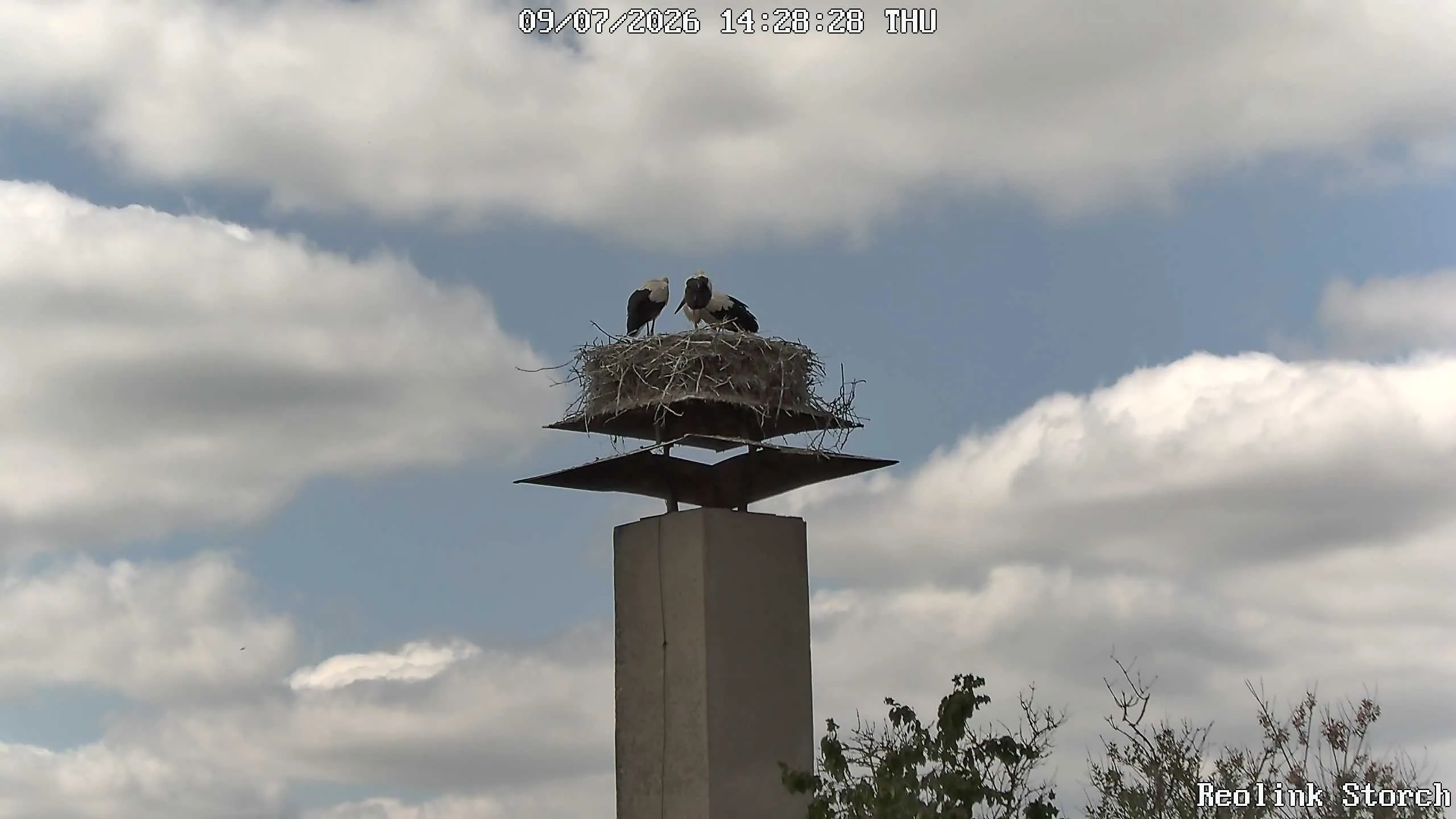 Storchencam Bild