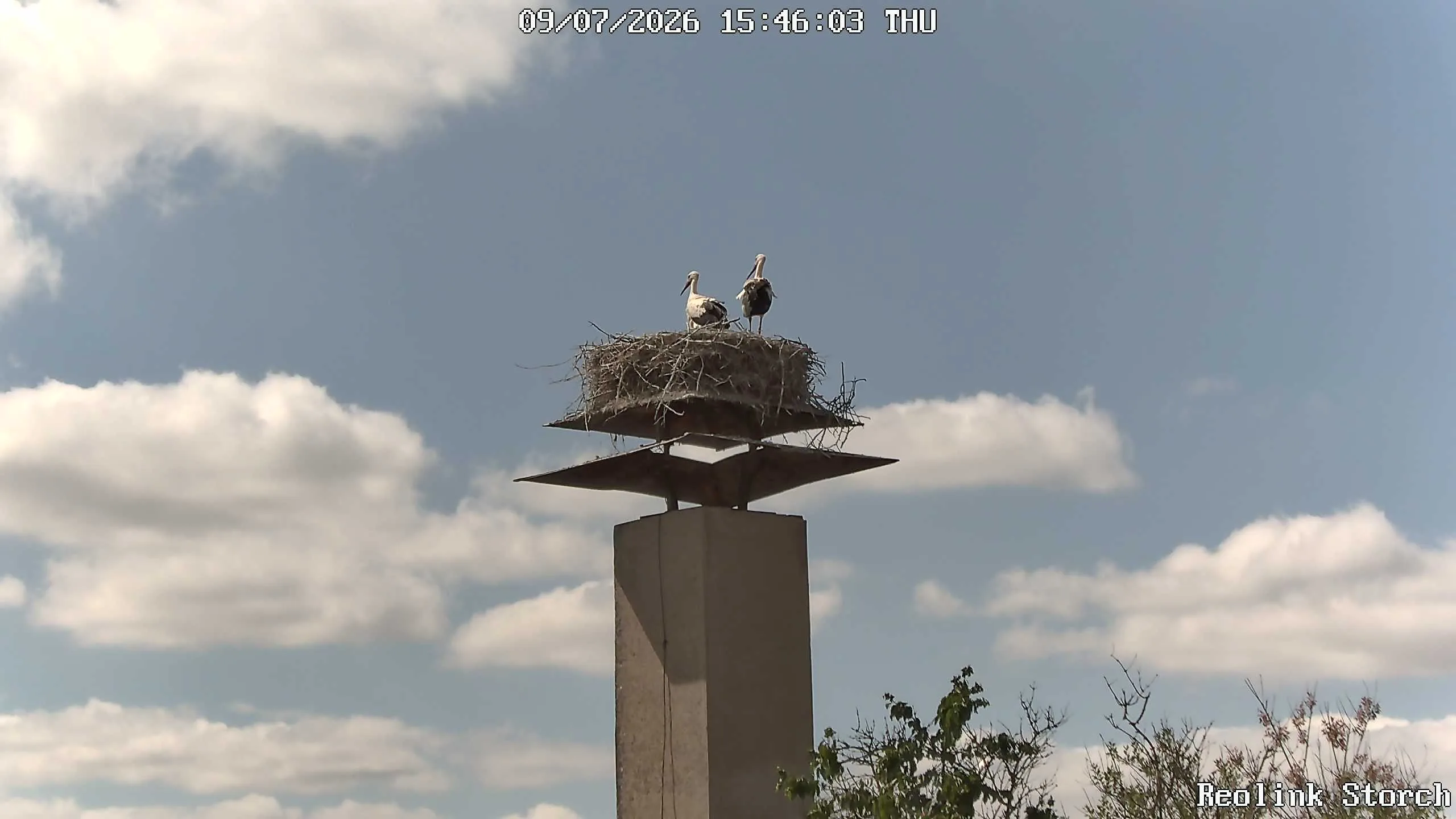 Storchencam Bild