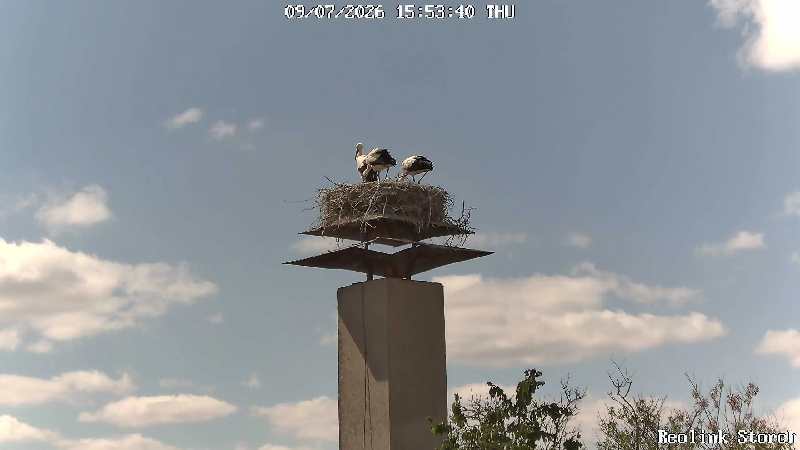 Storchencam Bild